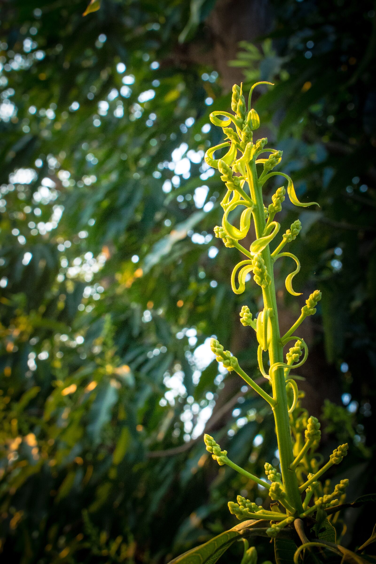 Canon EOS 700D (EOS Rebel T5i / EOS Kiss X7i) sample photo. Flower, open, spring photography
