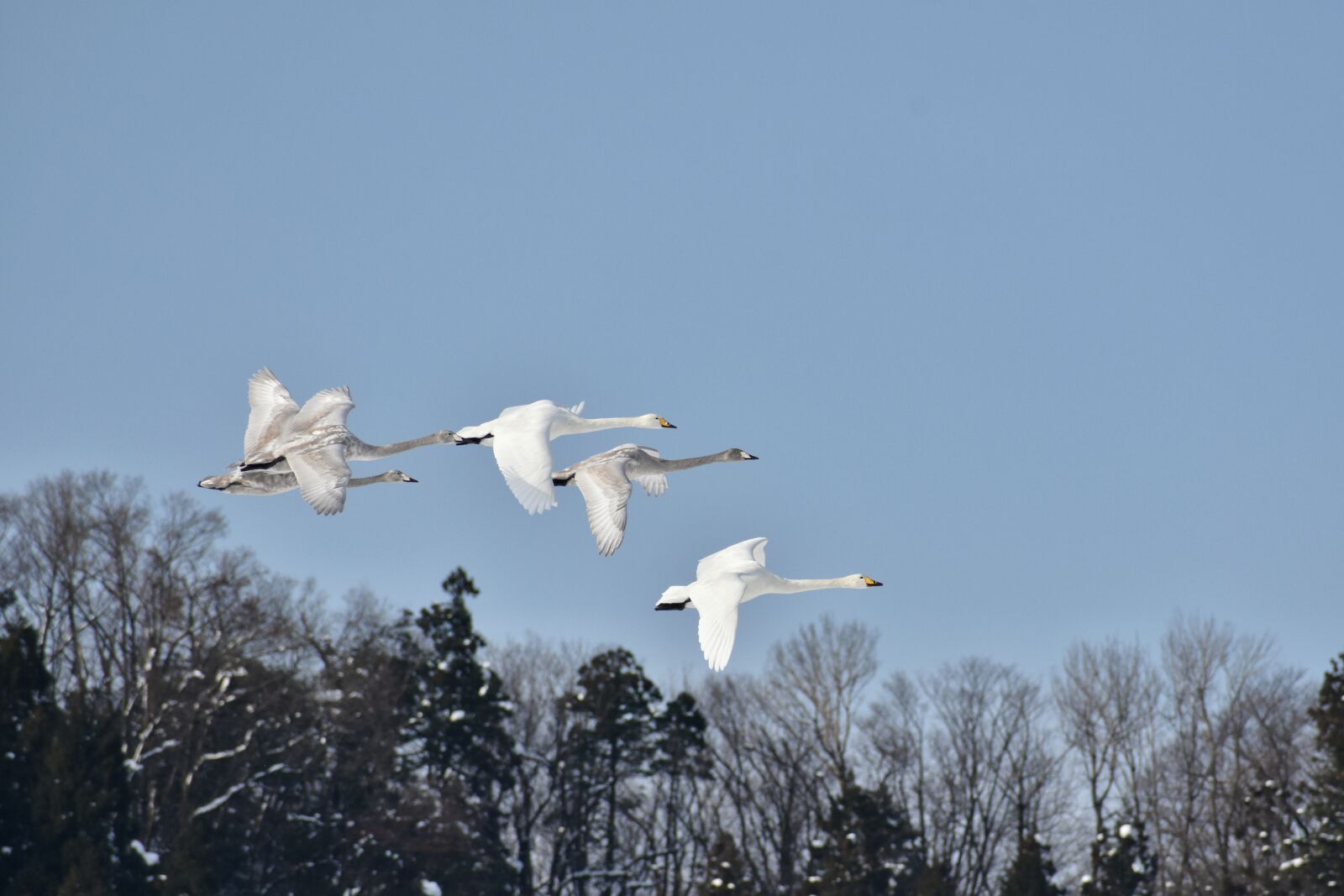 Nikon D7200 sample photo. Animal, sky, bird photography