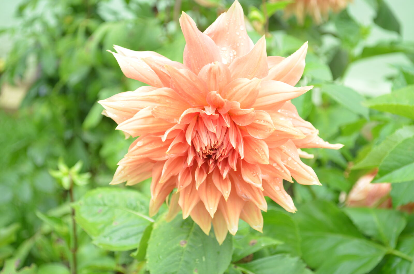 Nikon D5100 sample photo. Flower, garden, ooty, orange photography