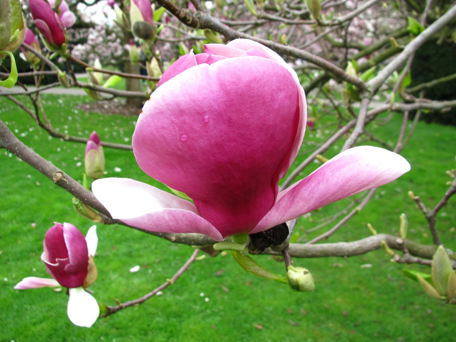 Canon PowerShot SD4500 IS (IXUS 1000 HS / IXY 50S) sample photo. Spring, magnolia, blossom photography
