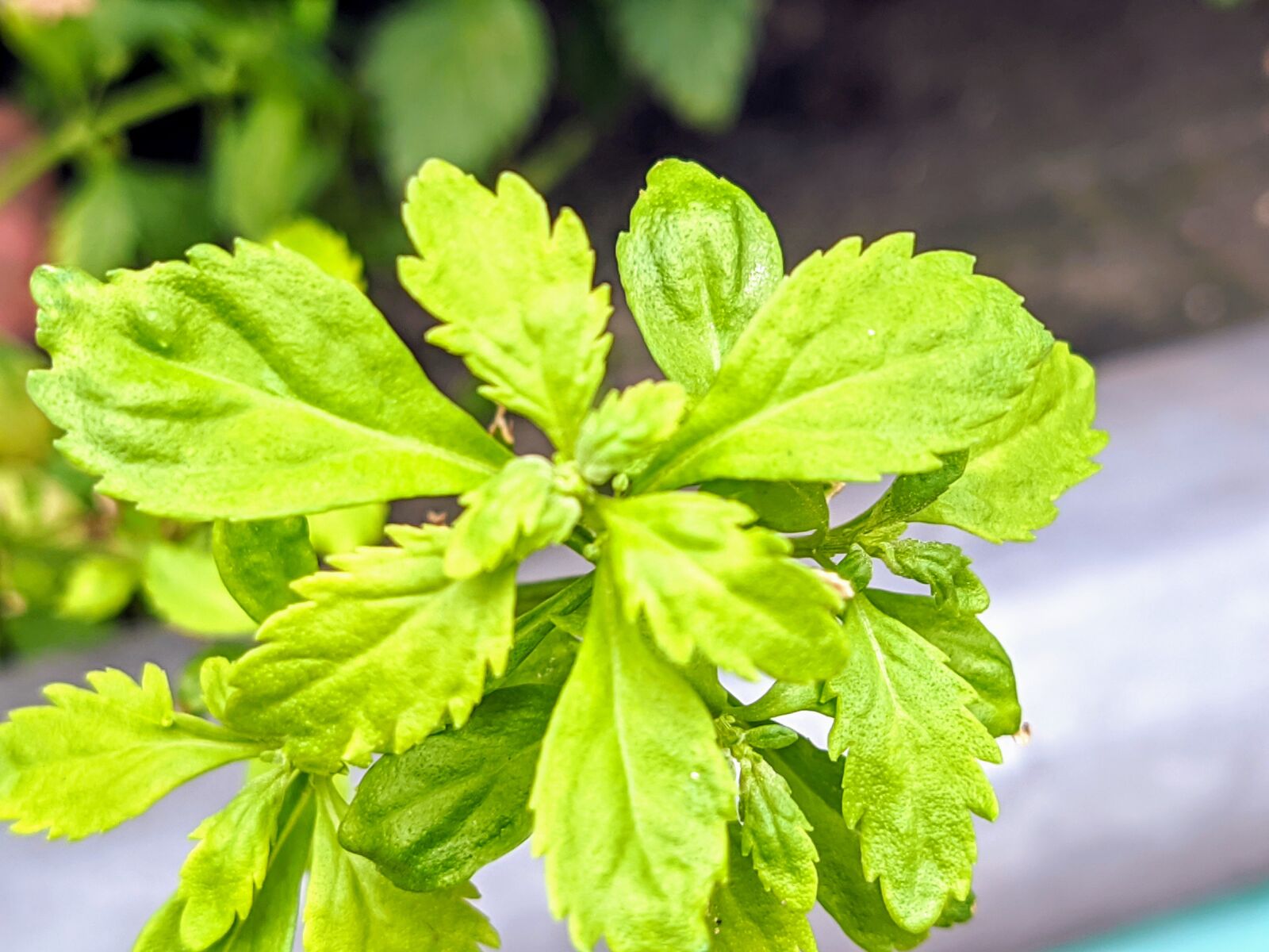 Xiaomi Mi A3 sample photo. Nature, green, leaves photography