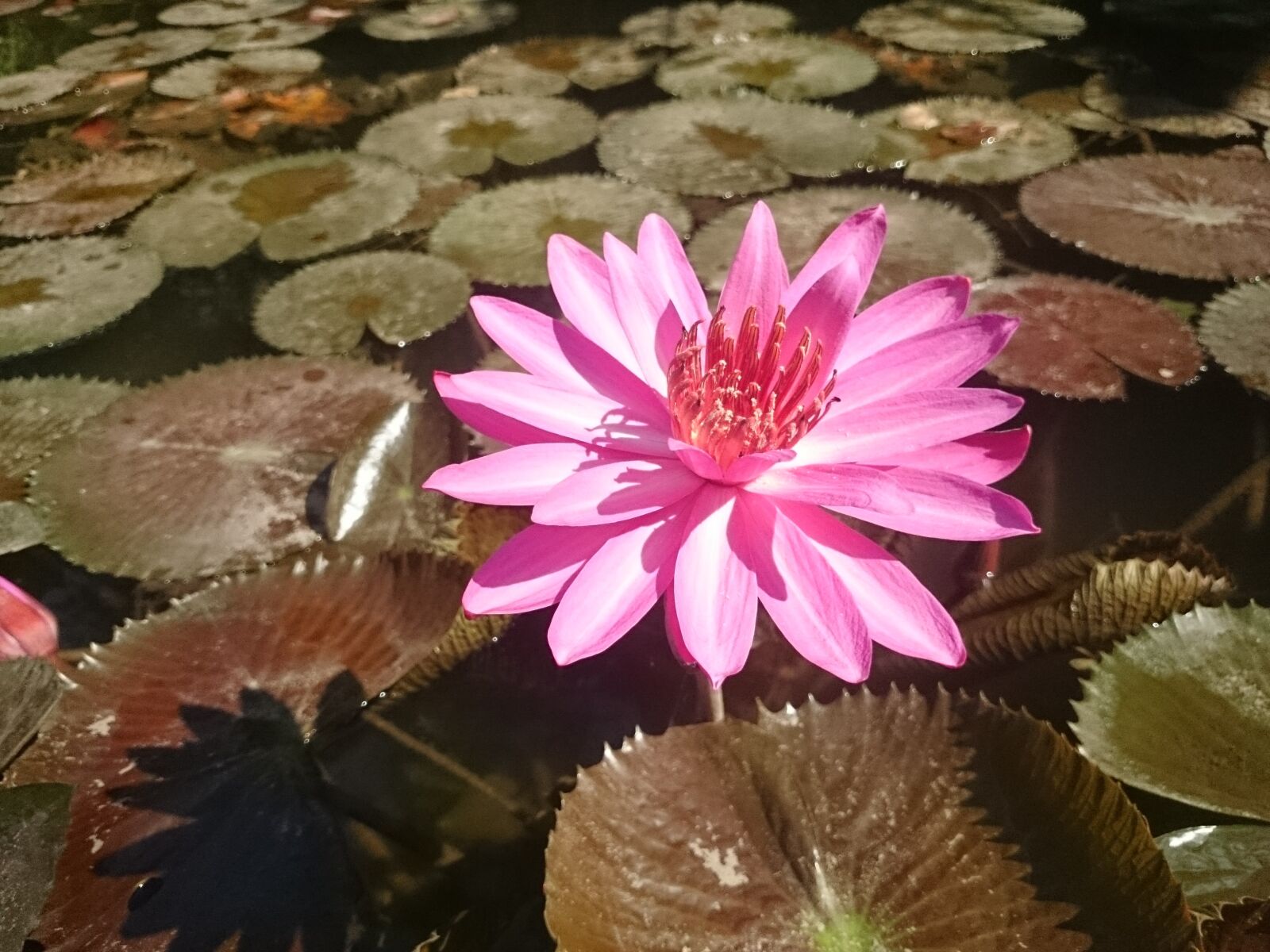 Sony Xperia Z2 sample photo. Lotus, myanmar, nature photography