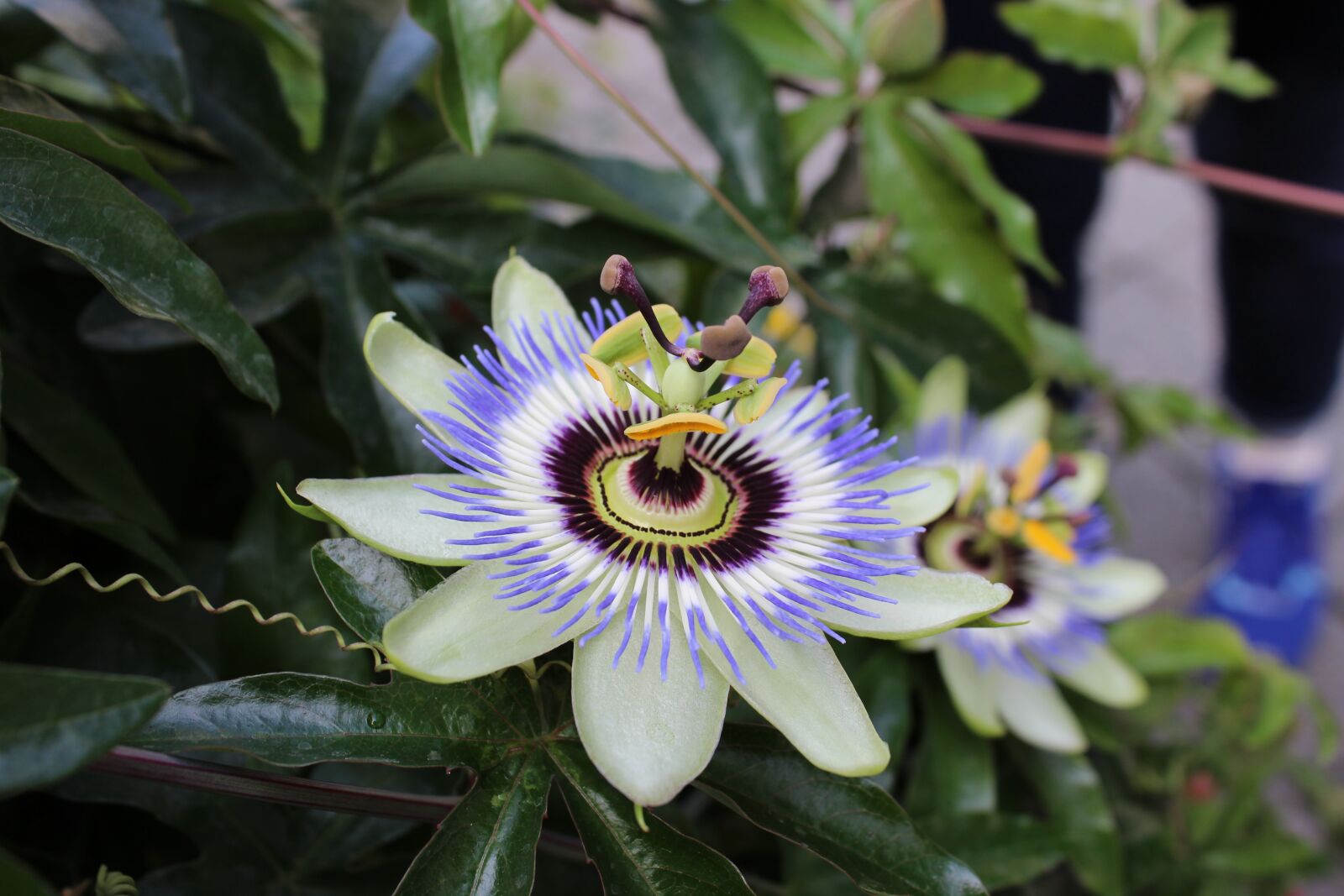 Canon EOS 1200D (EOS Rebel T5 / EOS Kiss X70 / EOS Hi) sample photo. Flower, purple, yellow photography