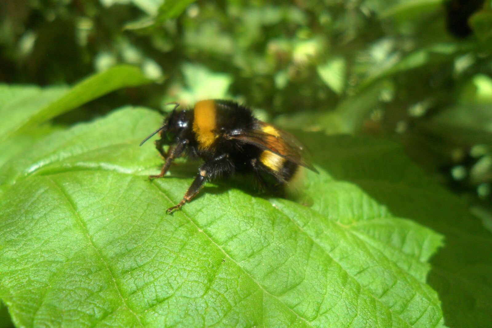 Samsung ES73 / VLUU ES73 /  SL605 sample photo. Bag, bee, bees photography