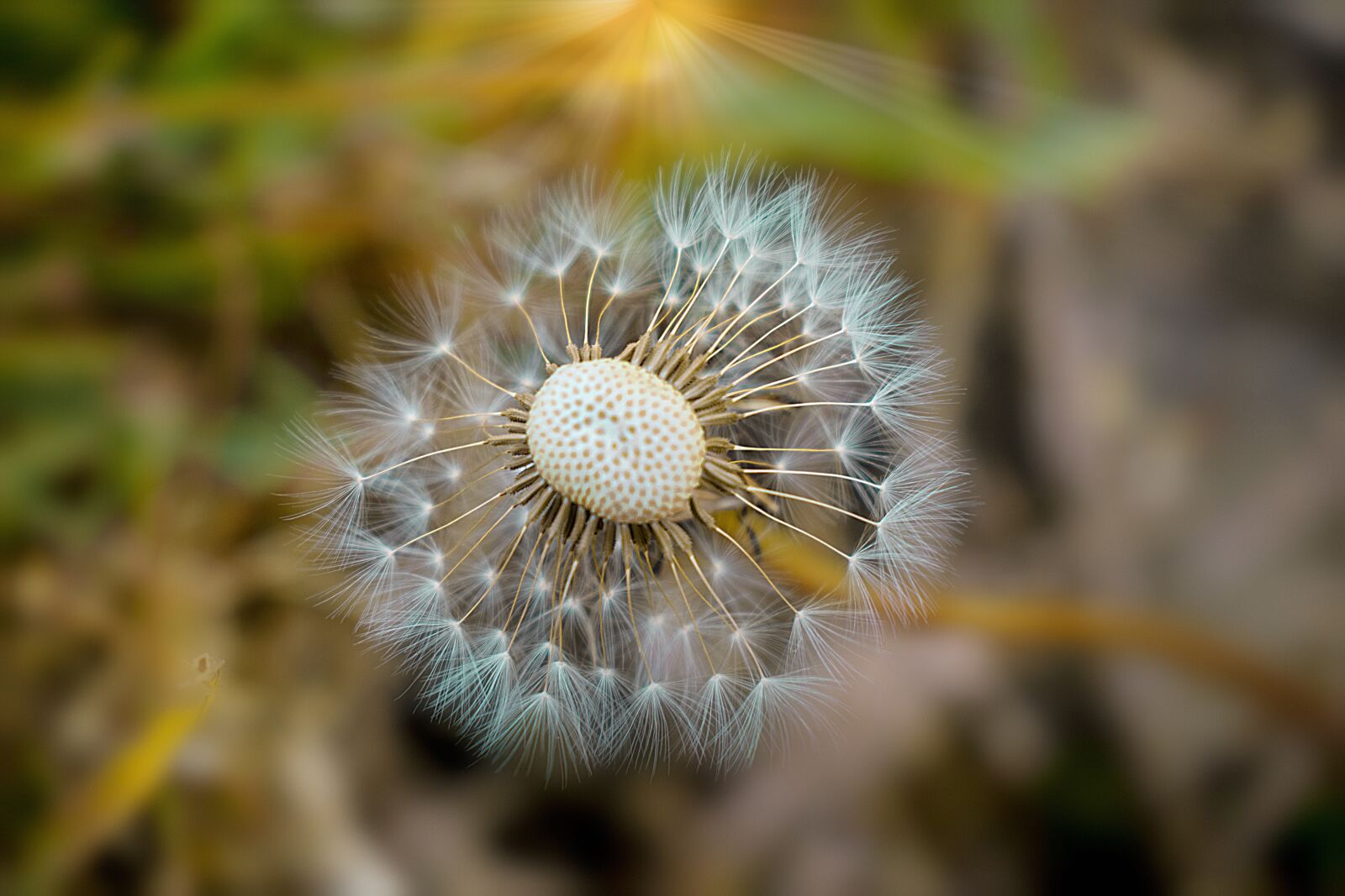 Nikon D3300 sample photo. Dandelion, nature, spring photography