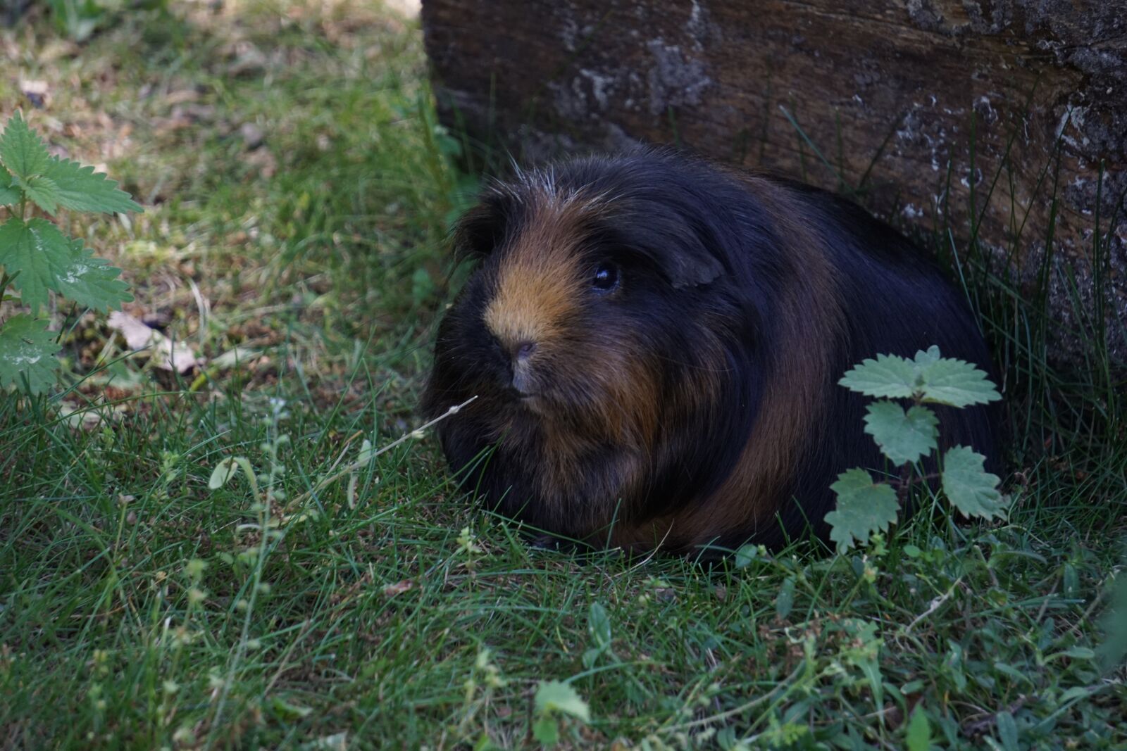 Sony a6000 sample photo. Guinea pig, pet, rodent photography