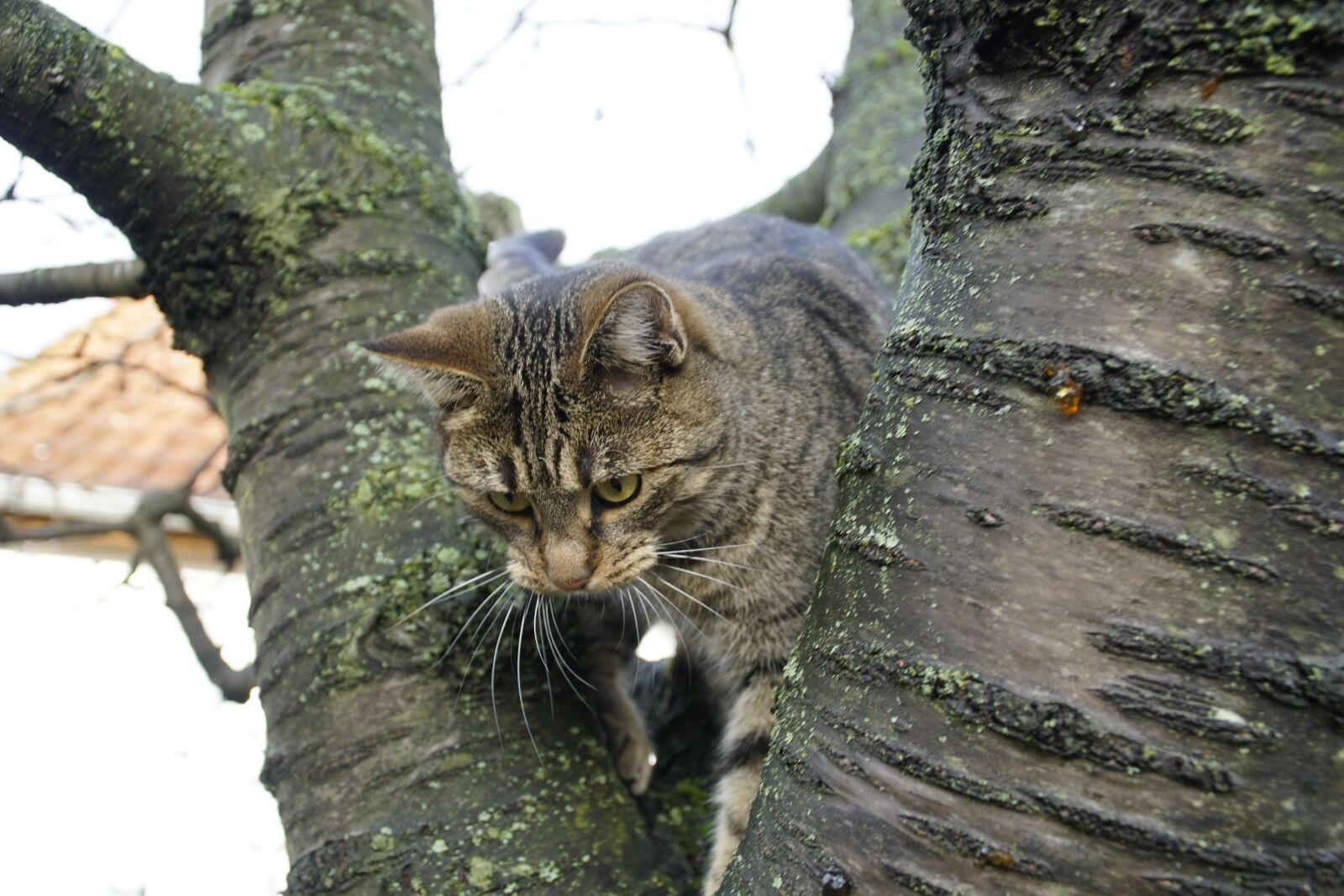 Sony a7R II + Sony E PZ 18-105mm F4 G OSS sample photo. Cat, cherrytree, cherry photography