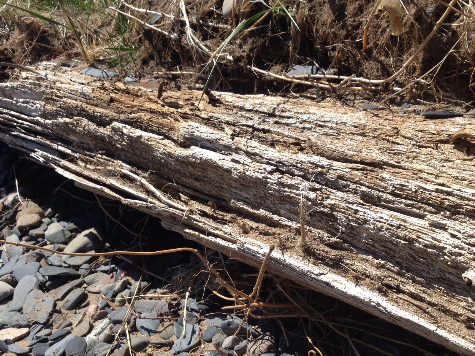 iPhone 4S back camera 4.28mm f/2.4 sample photo. Beach, log, nature, canada photography