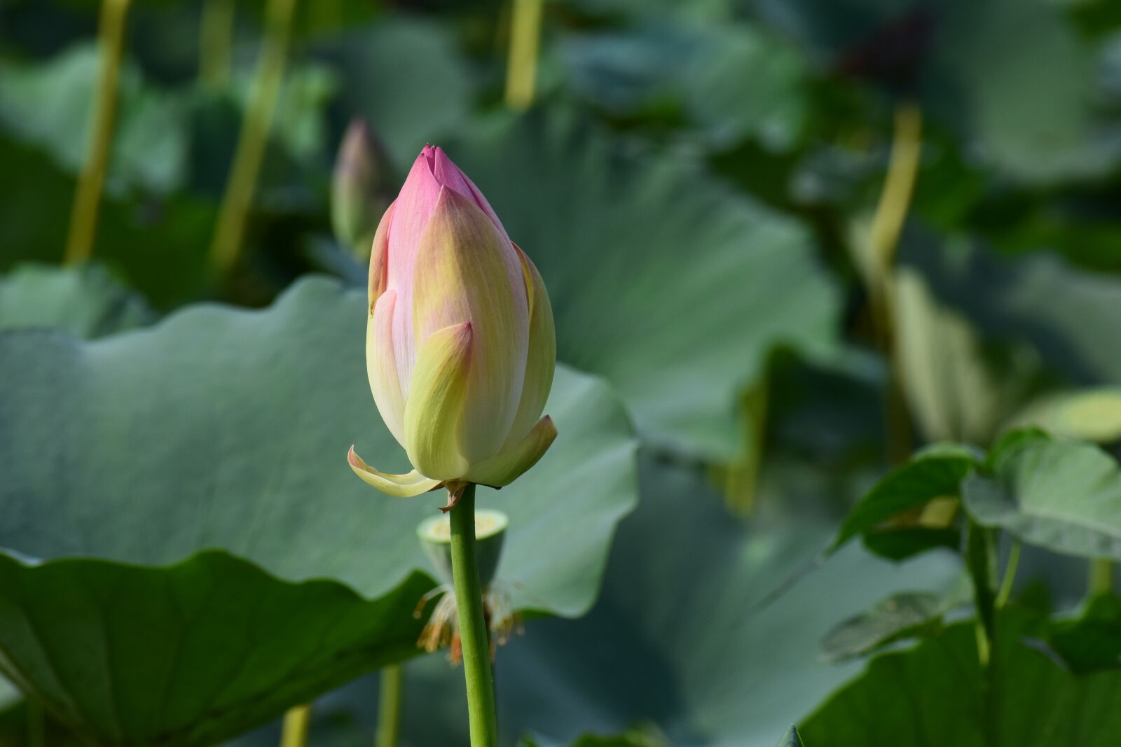 Nikon D3300 sample photo. Leave, stem, green photography