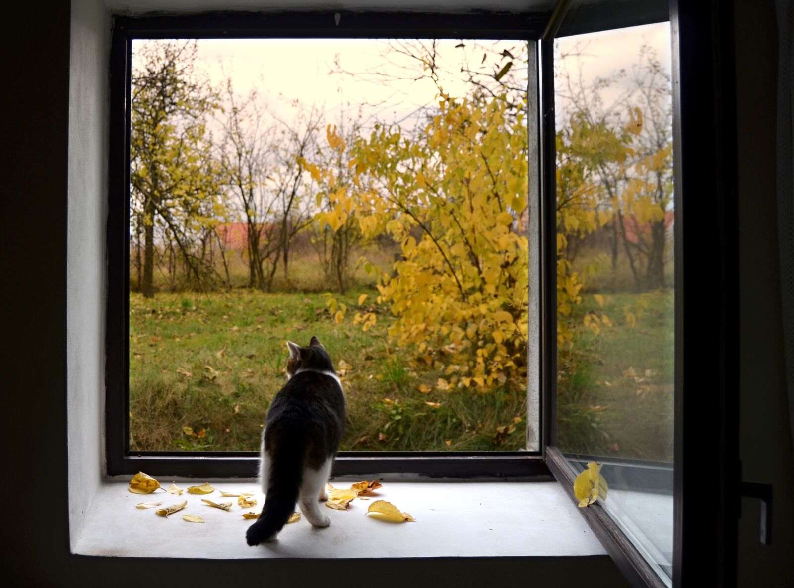 Nikon D5100 sample photo. Window, cat, autumn photography