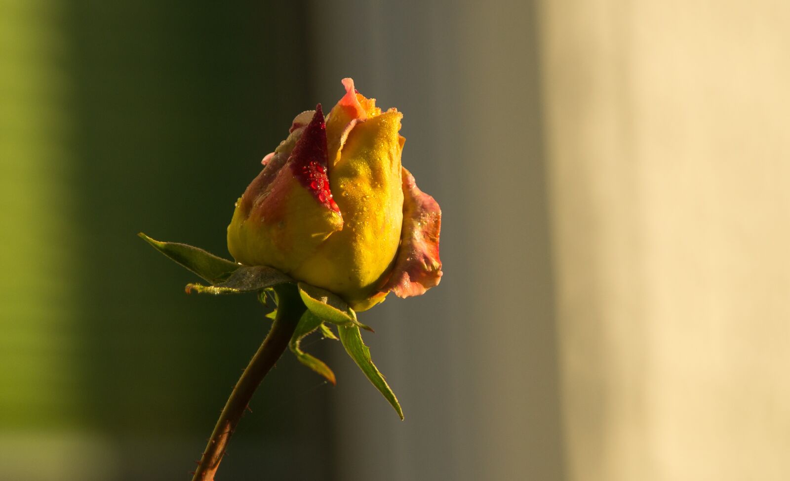 Sony SLT-A57 sample photo. Rose, red, yellow photography
