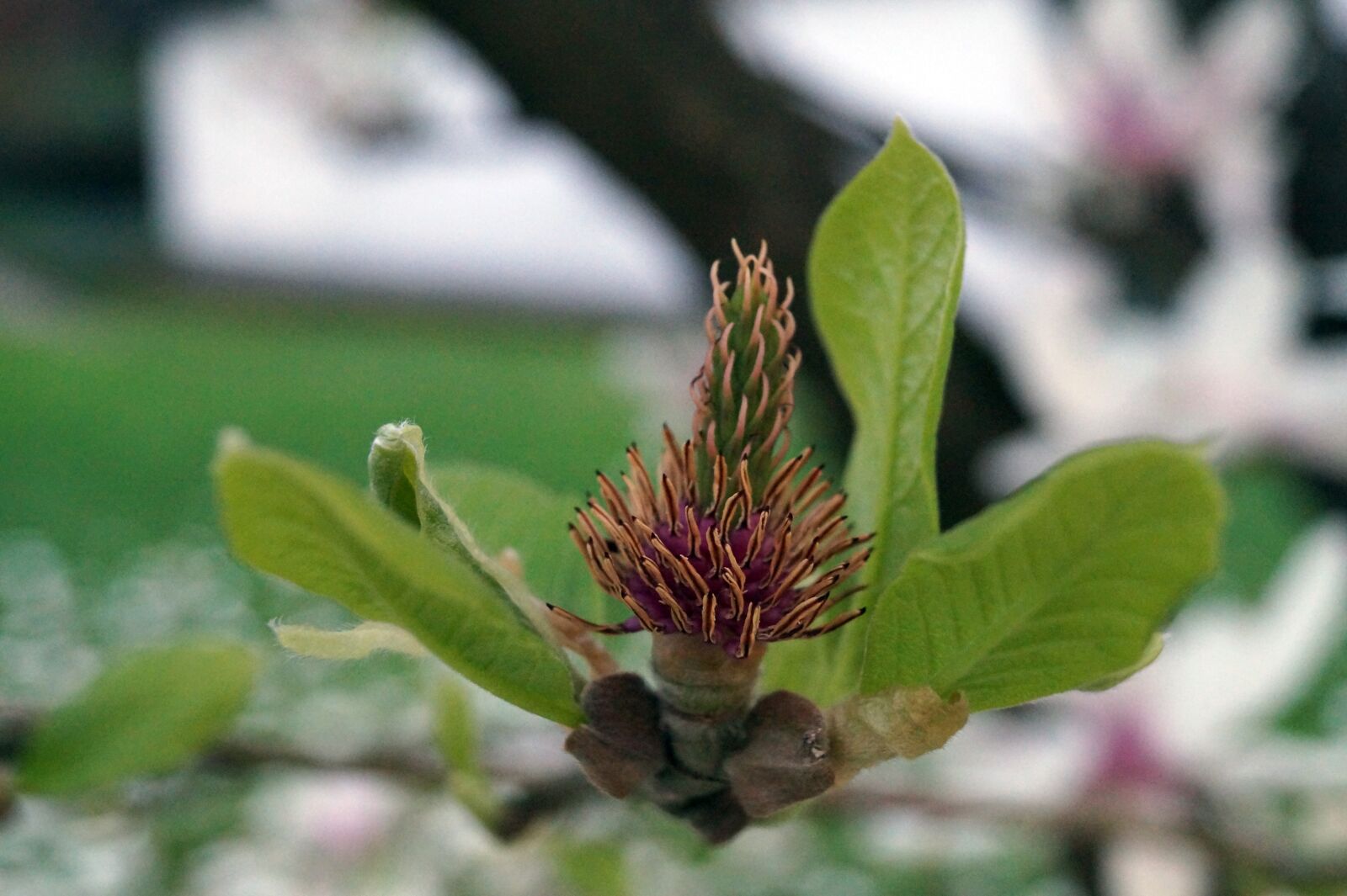 Sony DT 18-55mm F3.5-5.6 SAM II sample photo. Nature, plant, leaf photography
