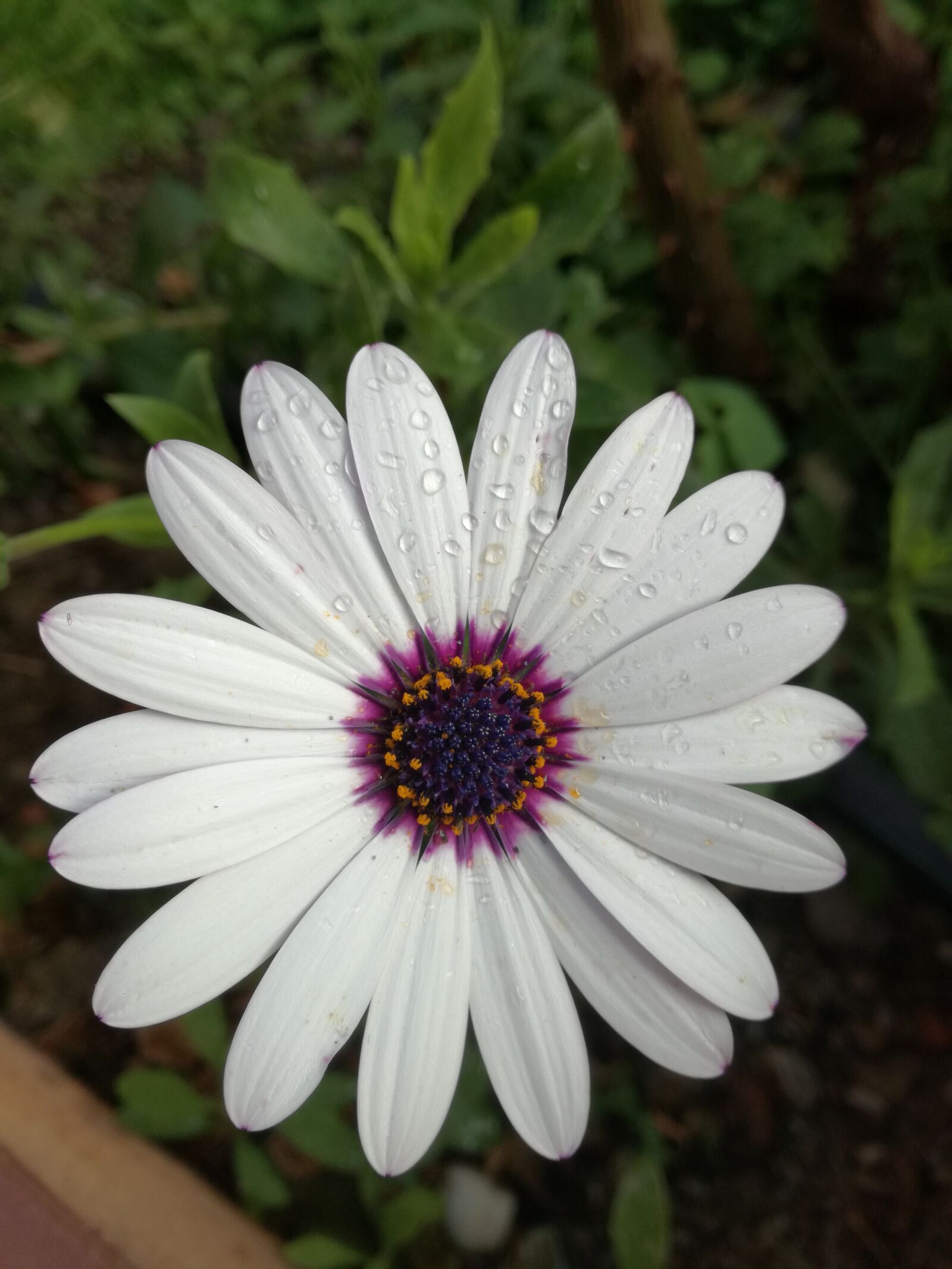 HUAWEI P9 LITE sample photo. Flower, garden, nature photography