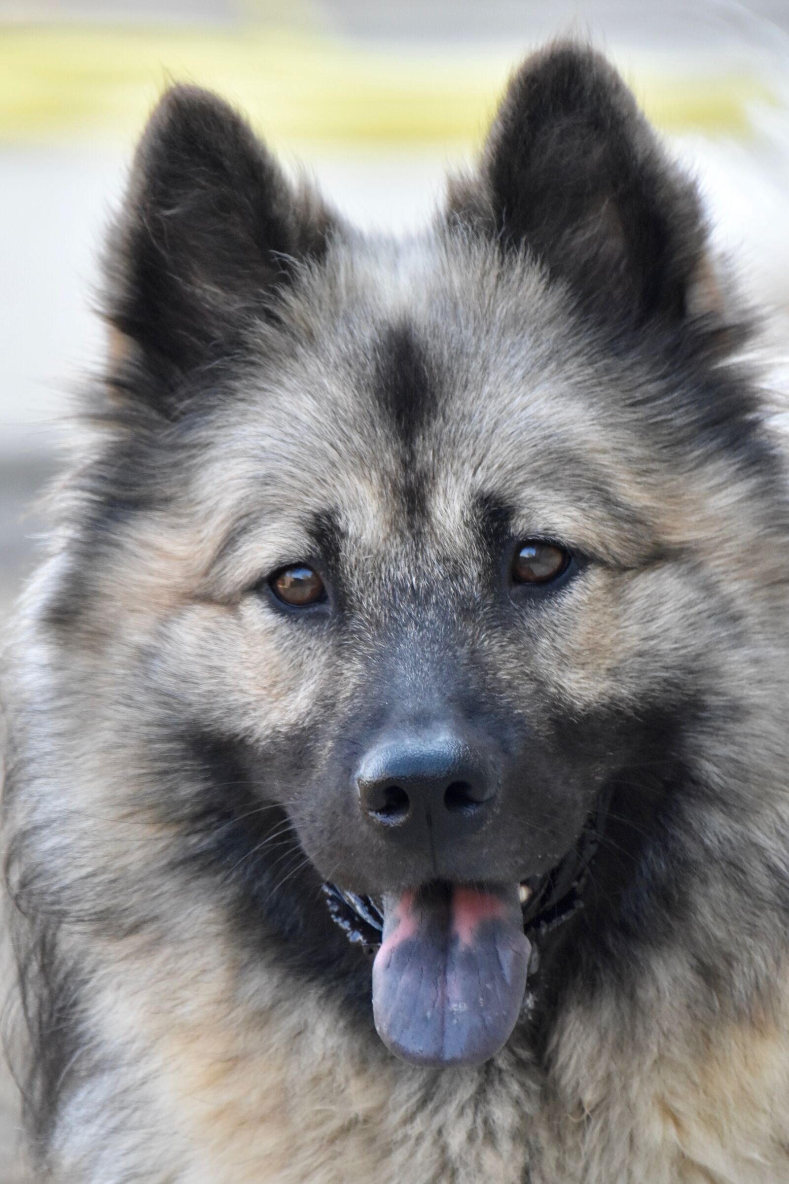 Nikon D5600 sample photo. Dog eurasier, portrait dog photography