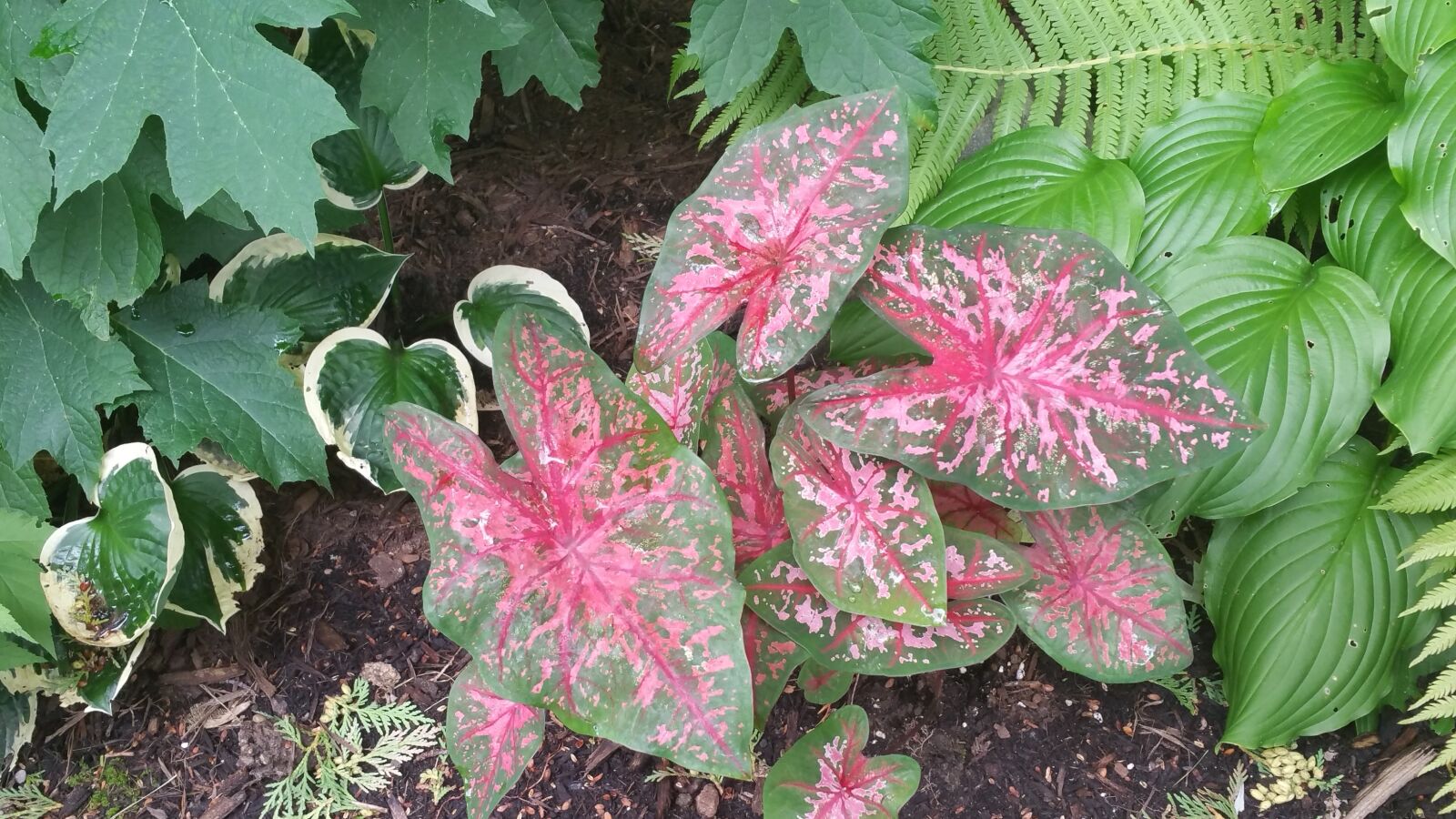 Samsung Galaxy Note4 sample photo. Hosta, cyclamen, ferns photography