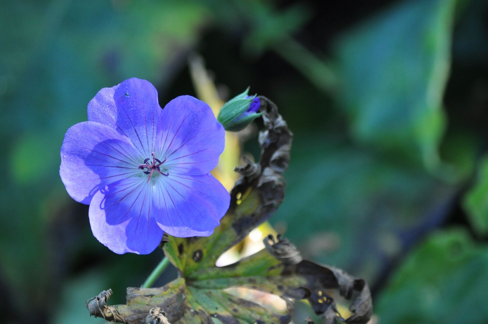 Nikon D5000 sample photo. Nature, flower, garden photography