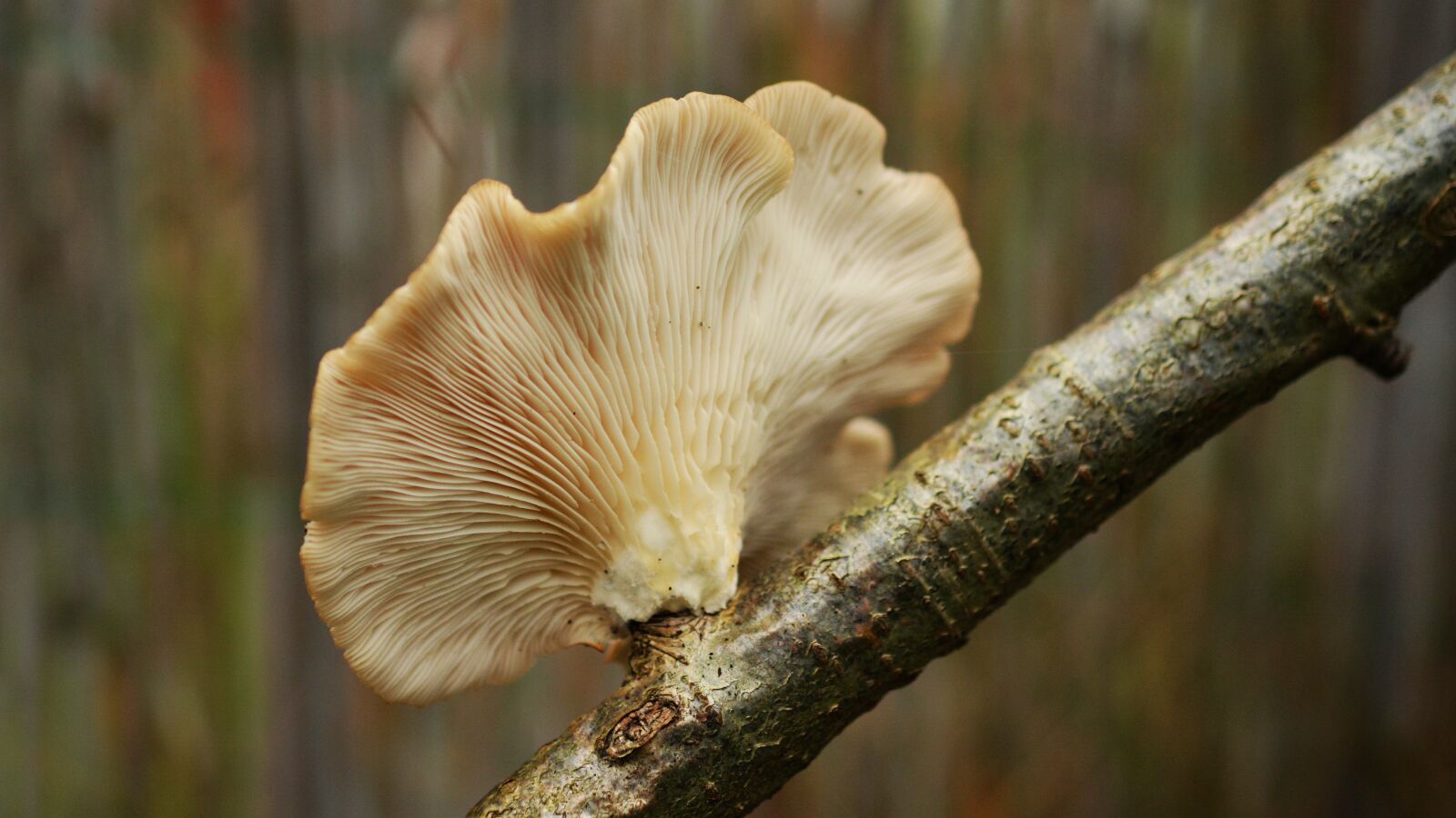 Nikon D5200 sample photo. Tree fungus, mushroom, mushrooms photography