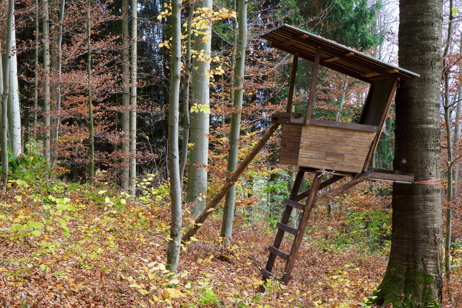Canon EOS 70D sample photo. Landscape, forest, trees photography