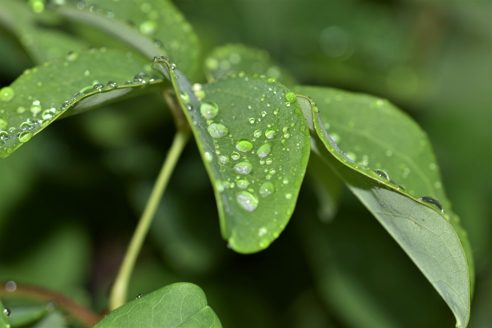 Nikon D5500 sample photo. Leaves, plant, leaf photography