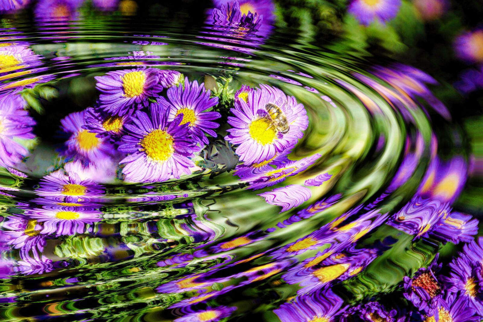 Sony DT 18-200mm F3.5-6.3 sample photo. Flower, nature, close up photography