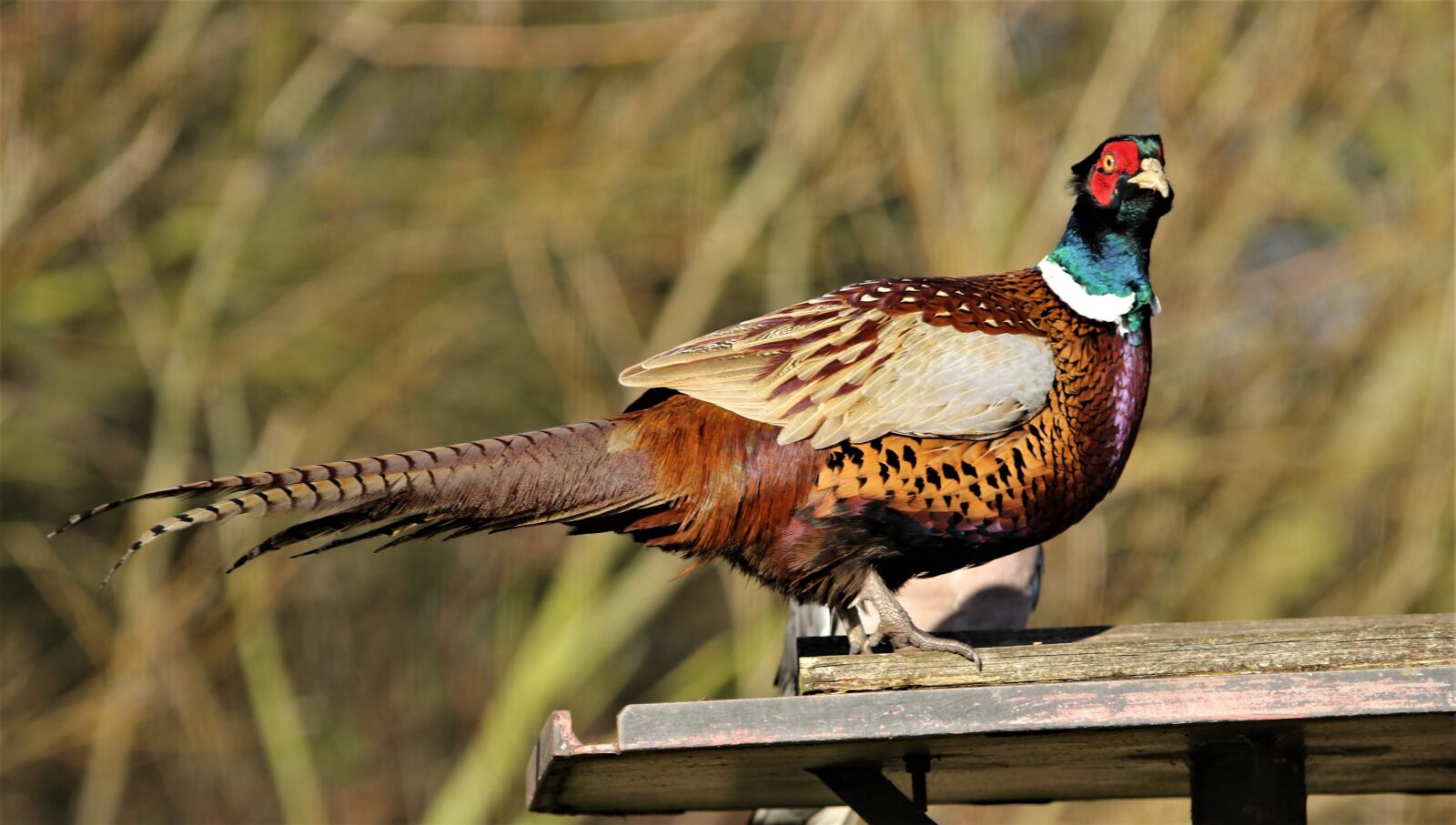 150-600mm F5-6.3 DG OS HSM | Contemporary 015 sample photo. Pheasant, female, bird photography