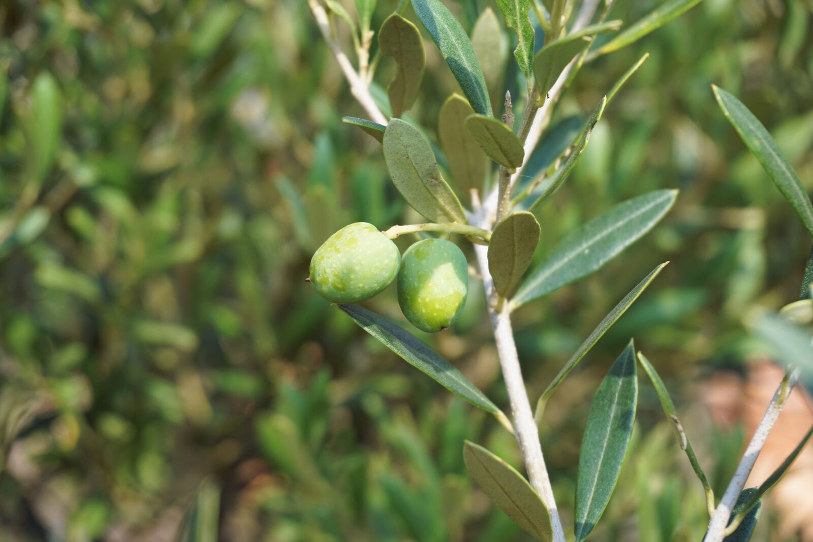 Sony a6000 sample photo. Olives, olive tree, olive photography