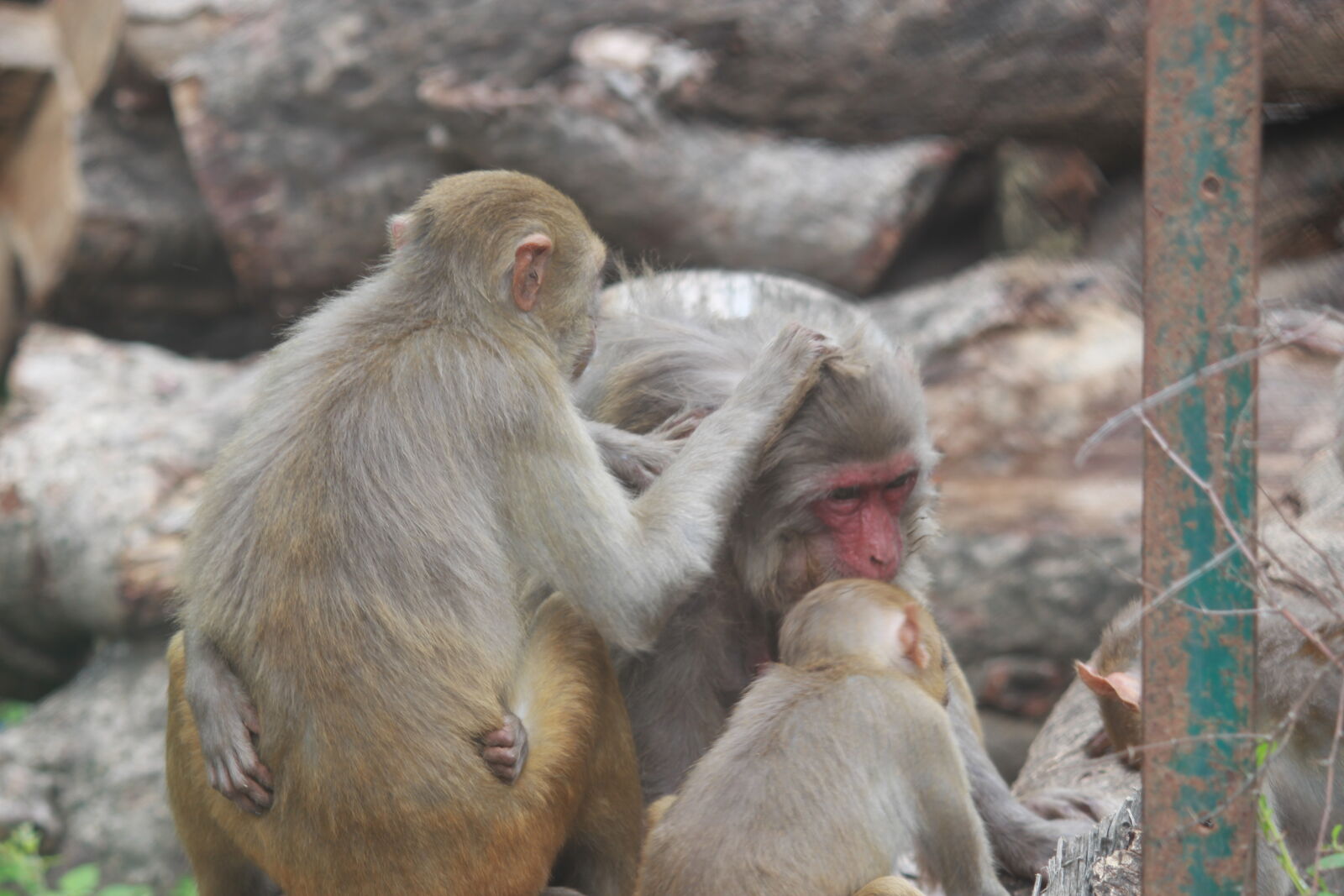 Canon EOS 700D (EOS Rebel T5i / EOS Kiss X7i) sample photo