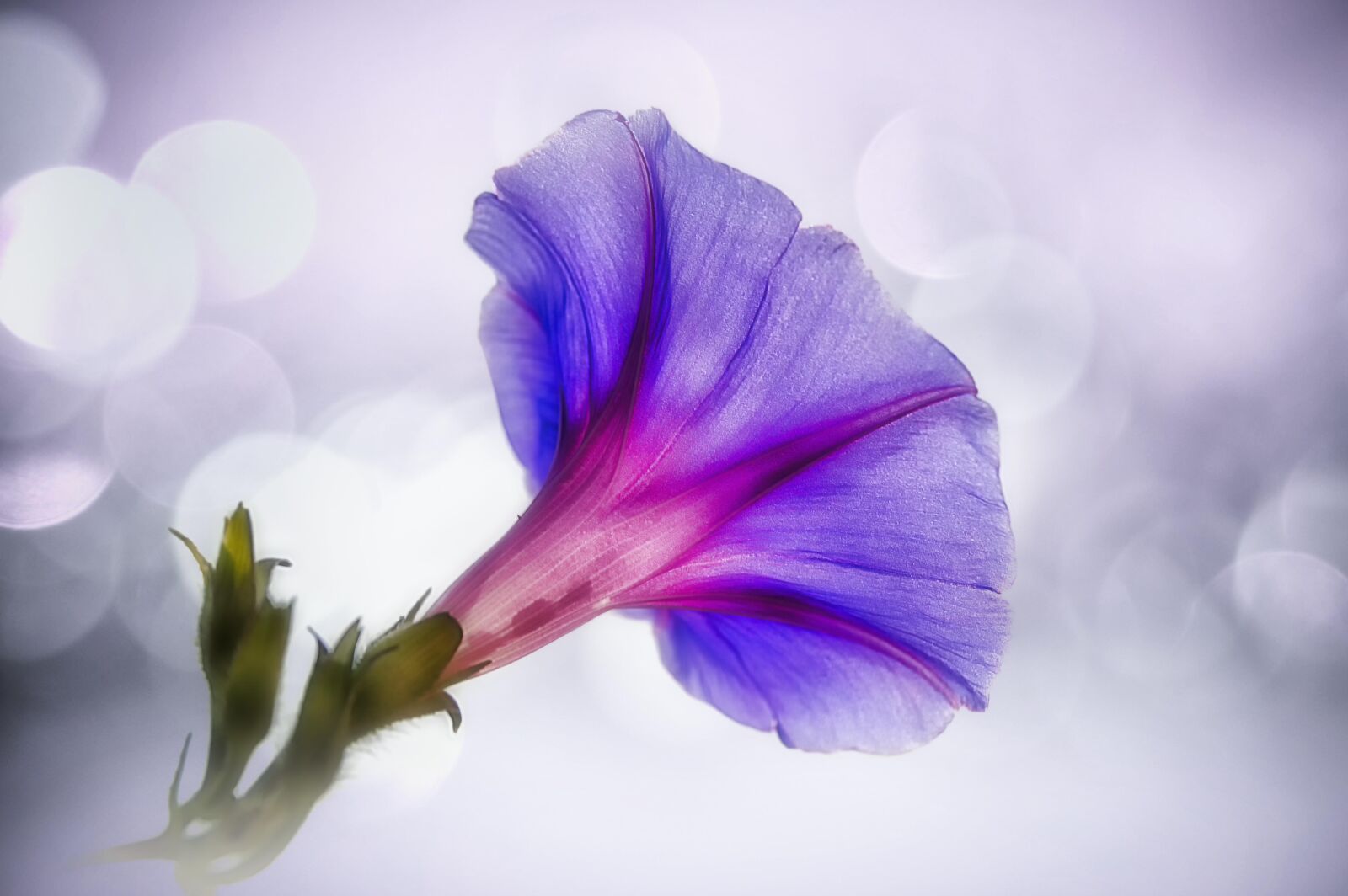 Nikon D3200 sample photo. Morning glory, bell, bluebells photography