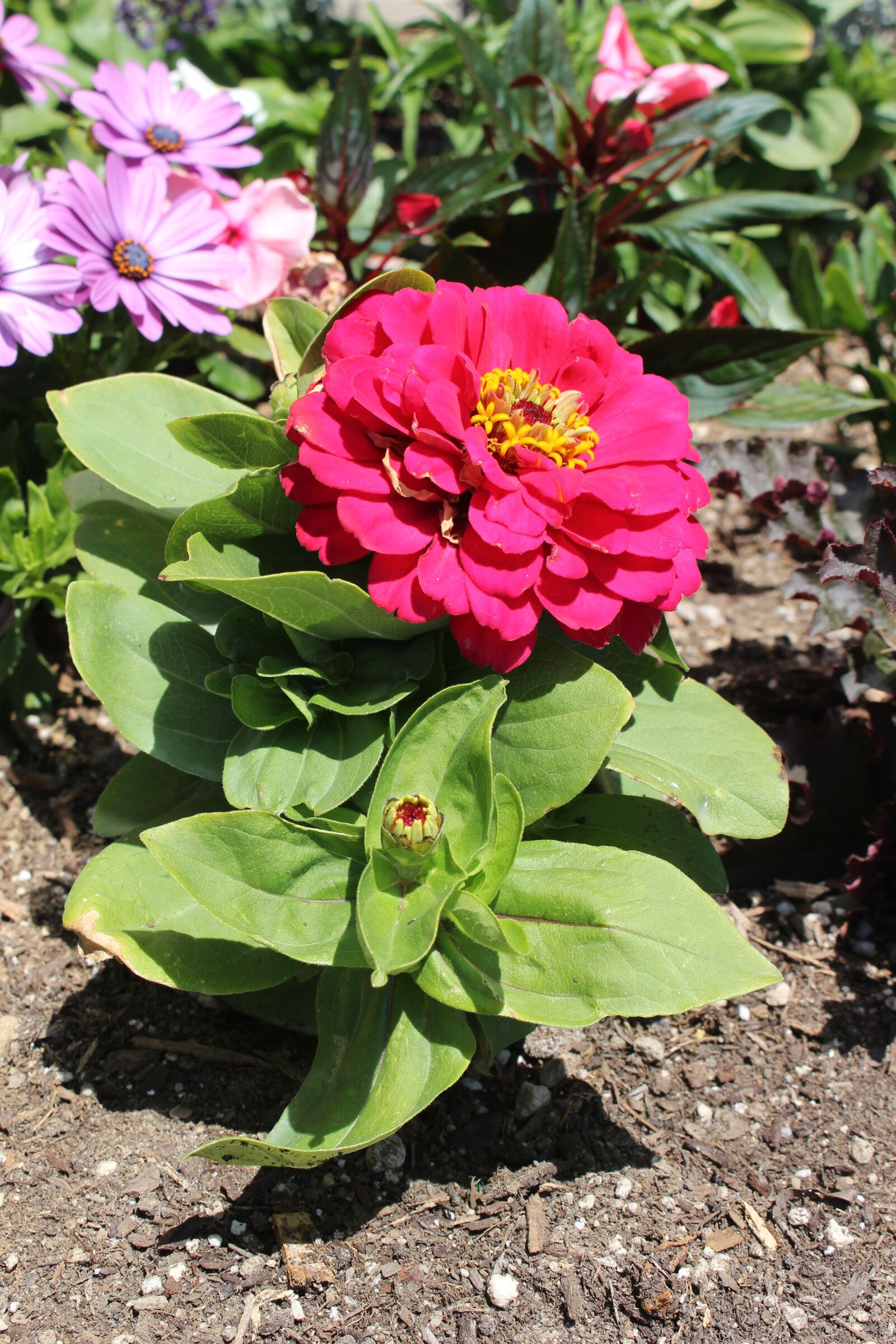 Canon EOS 100D (EOS Rebel SL1 / EOS Kiss X7) sample photo. Flower, pretty, green photography