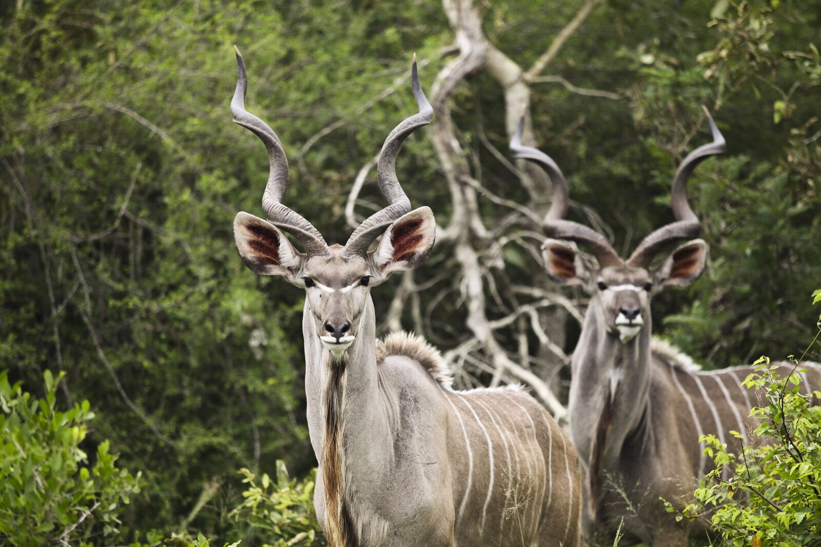 Canon EF 70-200mm F2.8L USM sample photo. Kudu, buck, wildlife photography