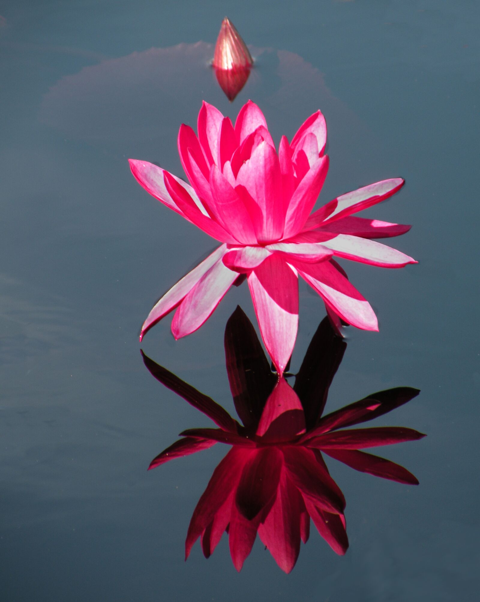 Nikon Coolpix P80 sample photo. Water lily, hot pink photography