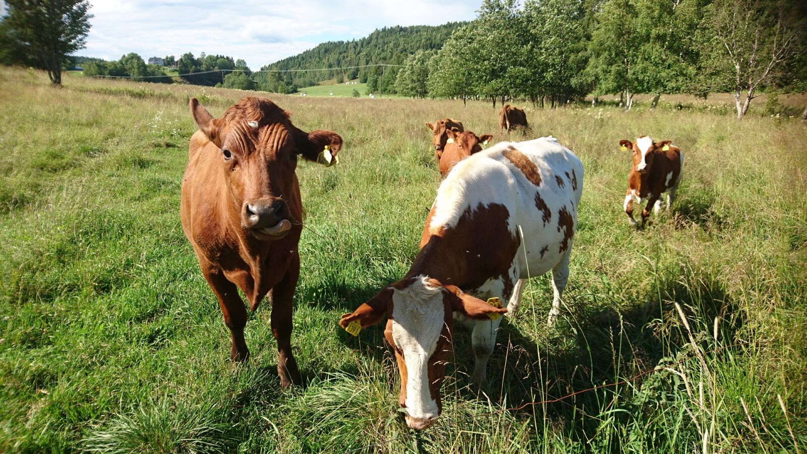 Sony Xperia Z5 Compact sample photo. Cows, sweden, what a photography