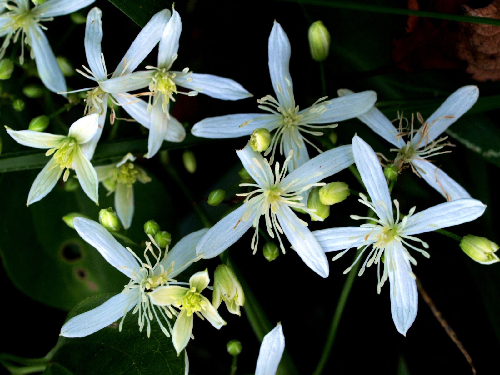 Olympus E-510 (EVOLT E-510) sample photo. Natural, plant, flowers photography