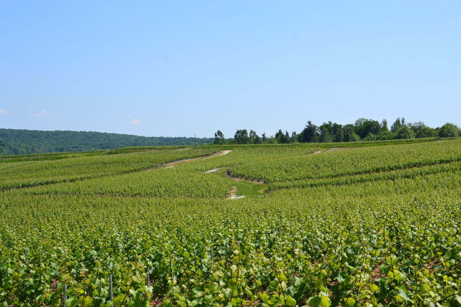 Nikon D3100 sample photo. Champagne, vine, wine photography