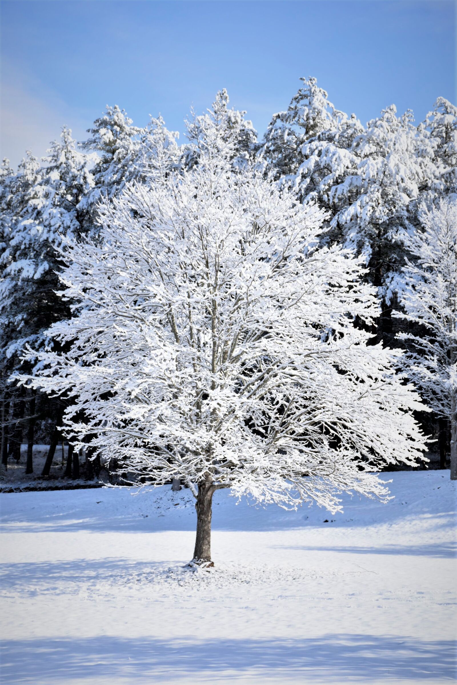 Nikon D7200 sample photo. Snow, tree, winter photography