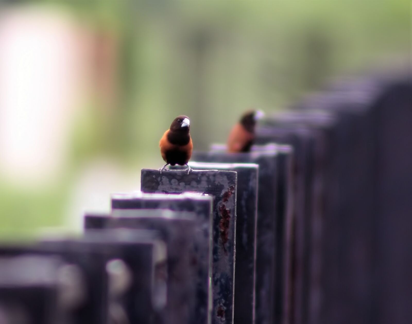 Tokina SD 400mm f/5.6 sample photo. Bird, outdoor, natural photography
