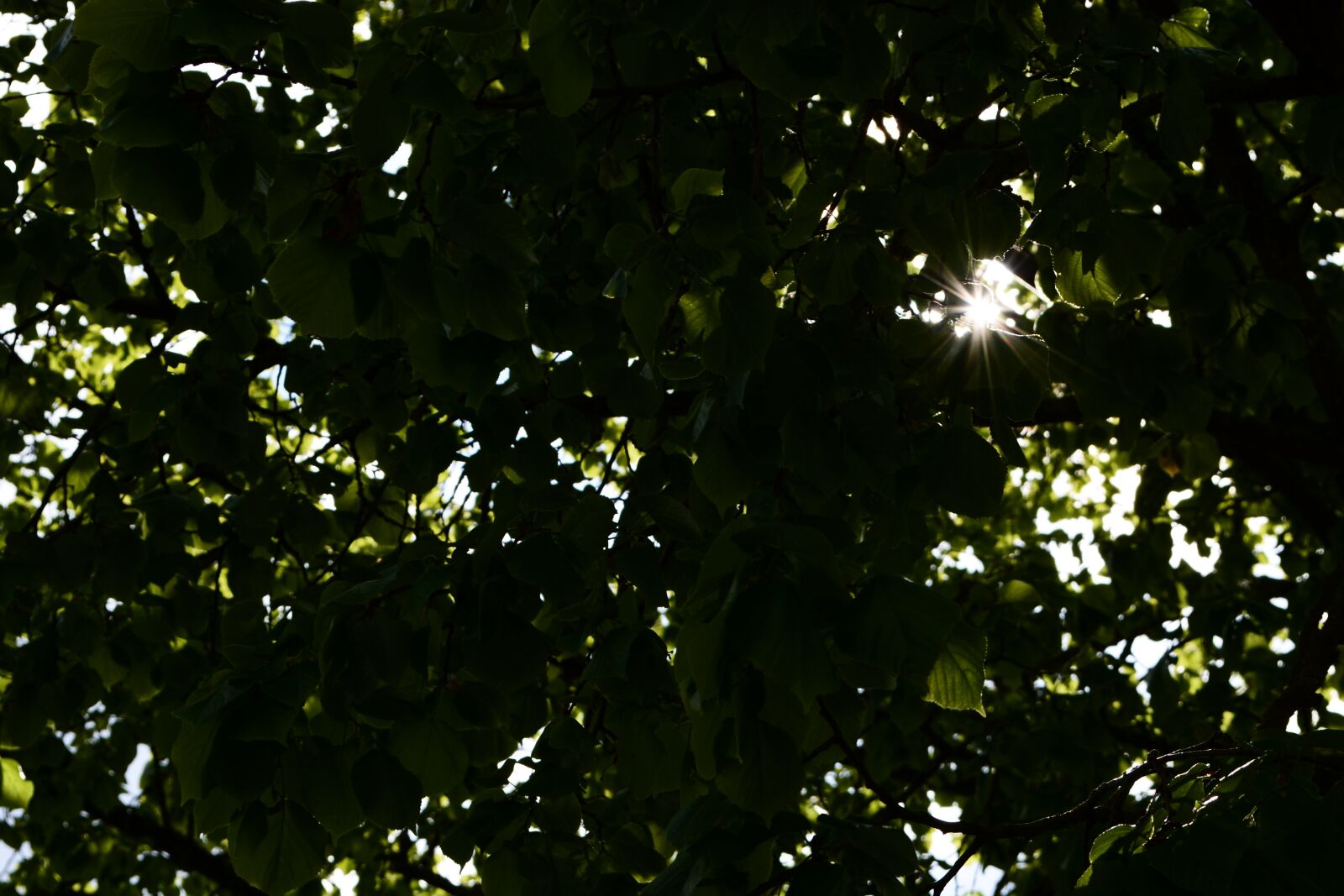 Nikon D5200 sample photo. Tree, leaves, light photography