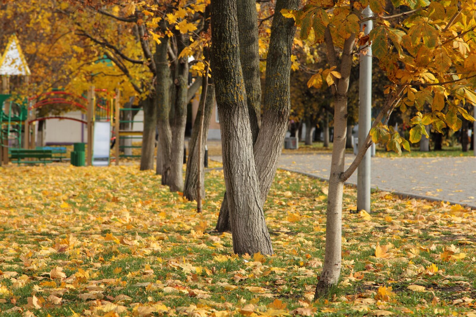 Canon EOS 60D + Canon EF 24-105mm F4L IS USM sample photo. Autumn, trees, park photography