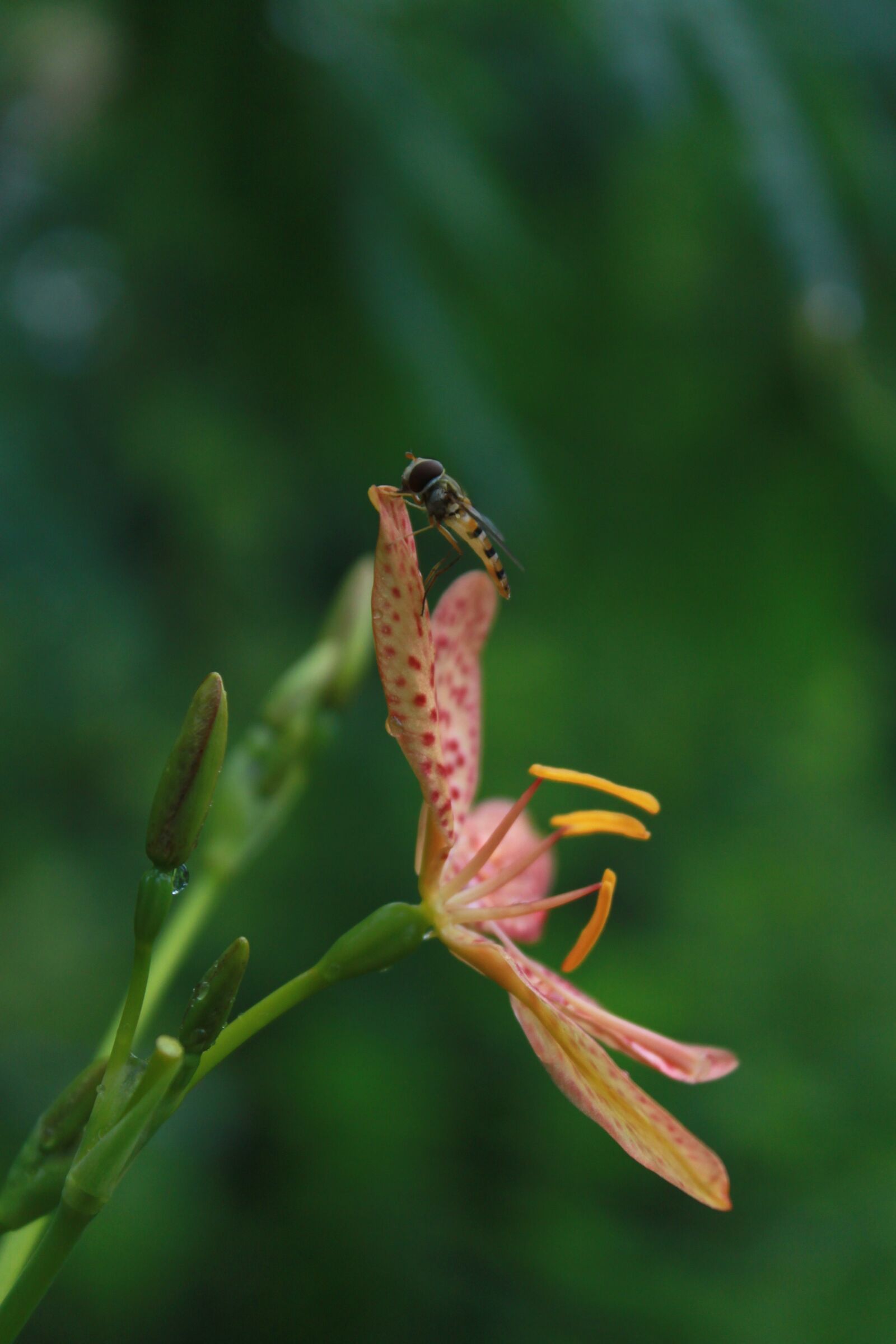 Canon EOS 500D (EOS Rebel T1i / EOS Kiss X3) sample photo. Flowers, bee, nature photography