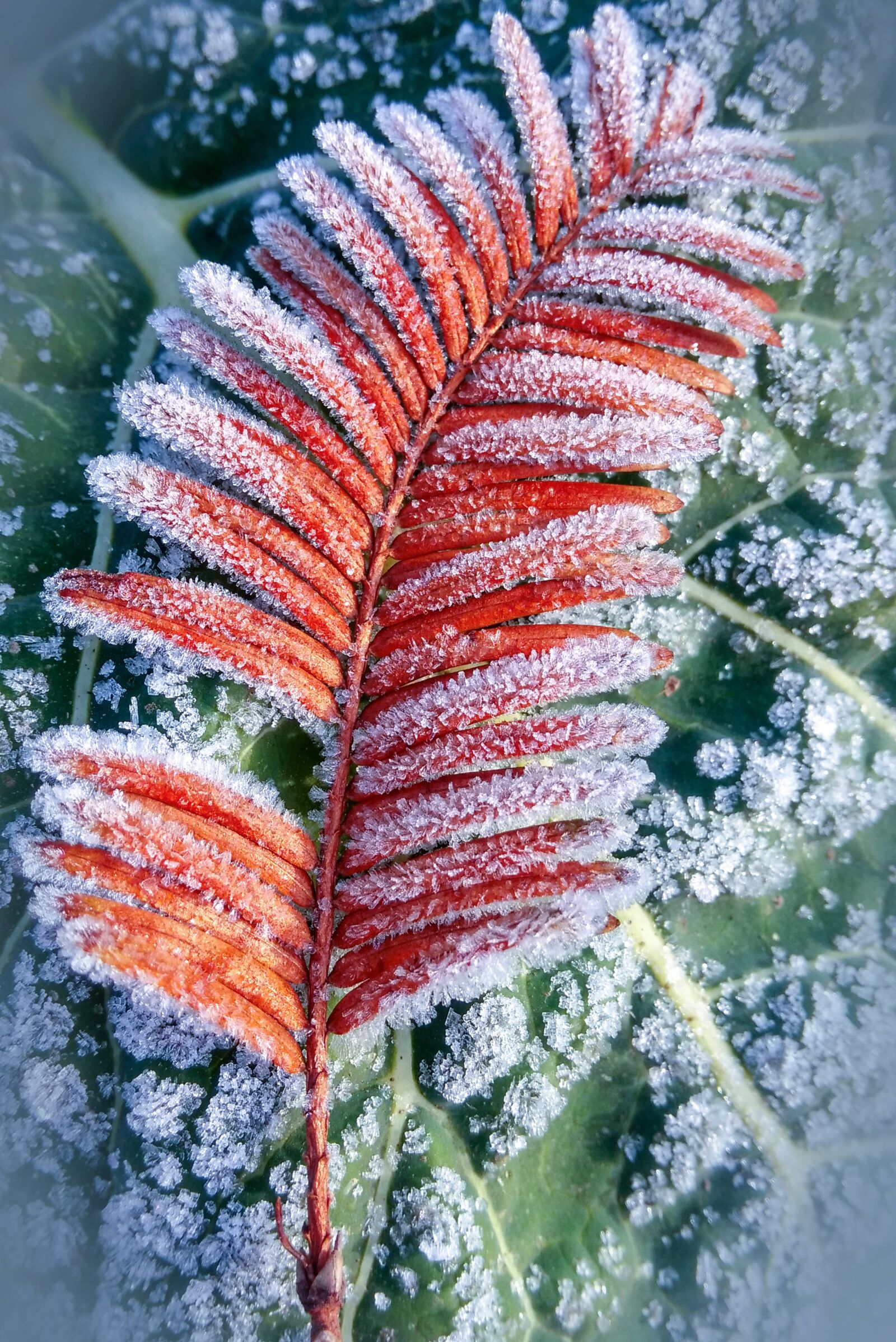Nikon D610 sample photo. Snow, frost photography