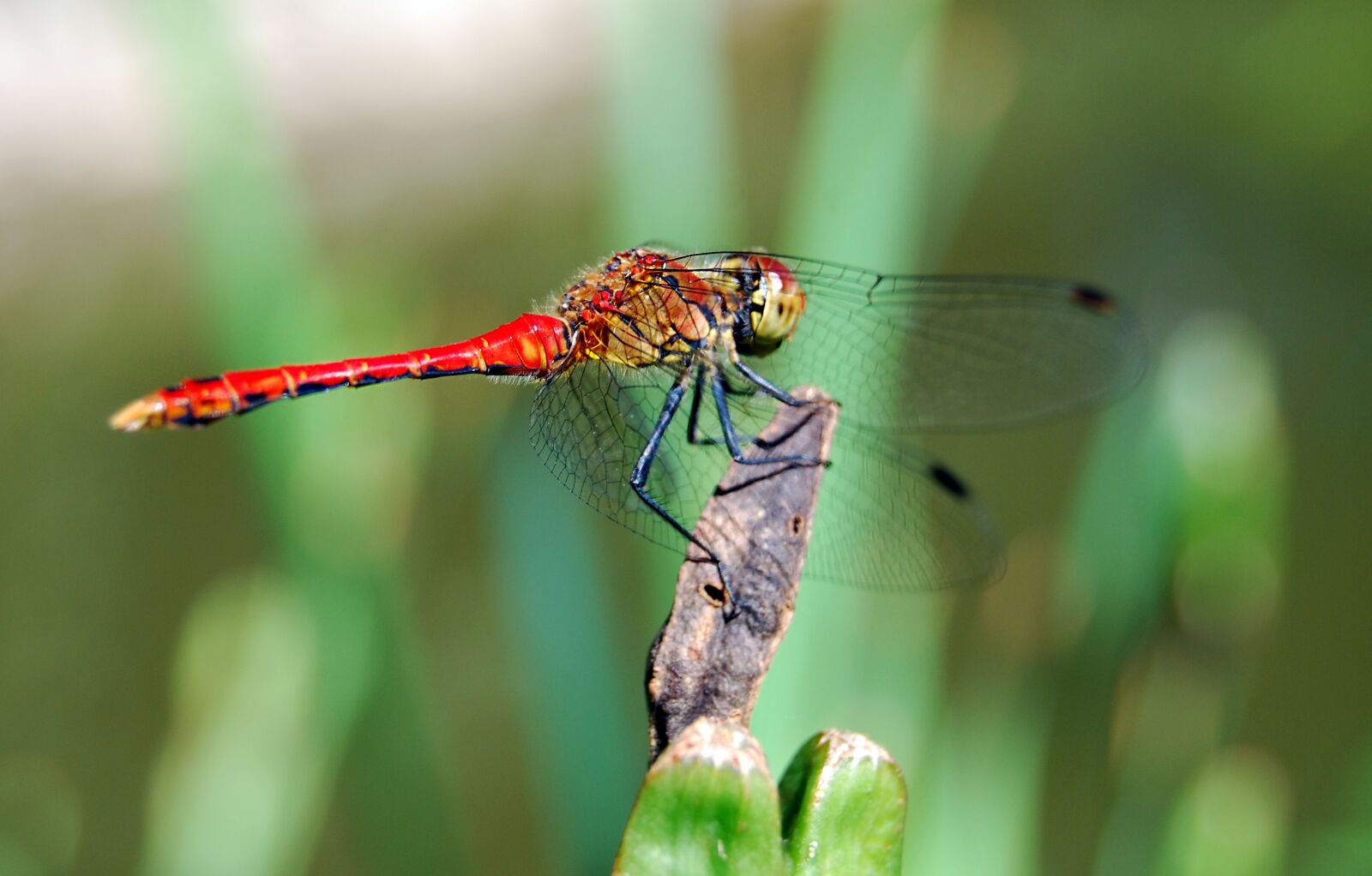 Nikon D60 sample photo. Dragon-fly, insect, red photography