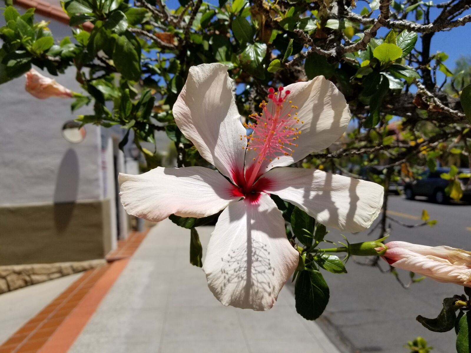 Samsung Galaxy S8+ sample photo. Hibiscus, street, flower photography