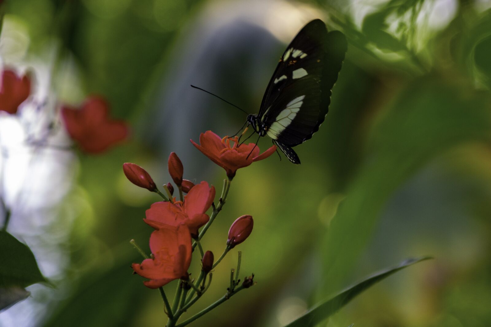 Canon EOS 750D (EOS Rebel T6i / EOS Kiss X8i) + Canon TS-E 90mm F2.8 Tilt-Shift sample photo. Butterfly, flower, red photography