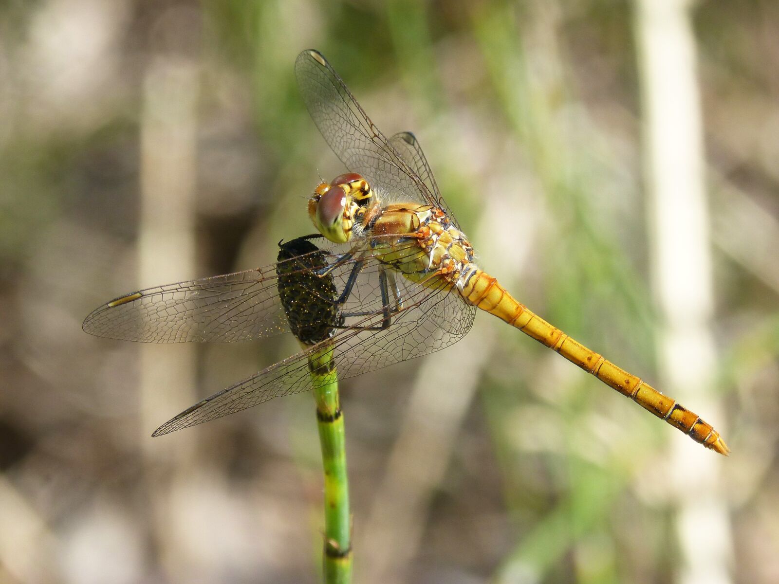 Panasonic DMC-FZ62 sample photo. Dragonfly, yellow dragonfly, cordulegaster photography