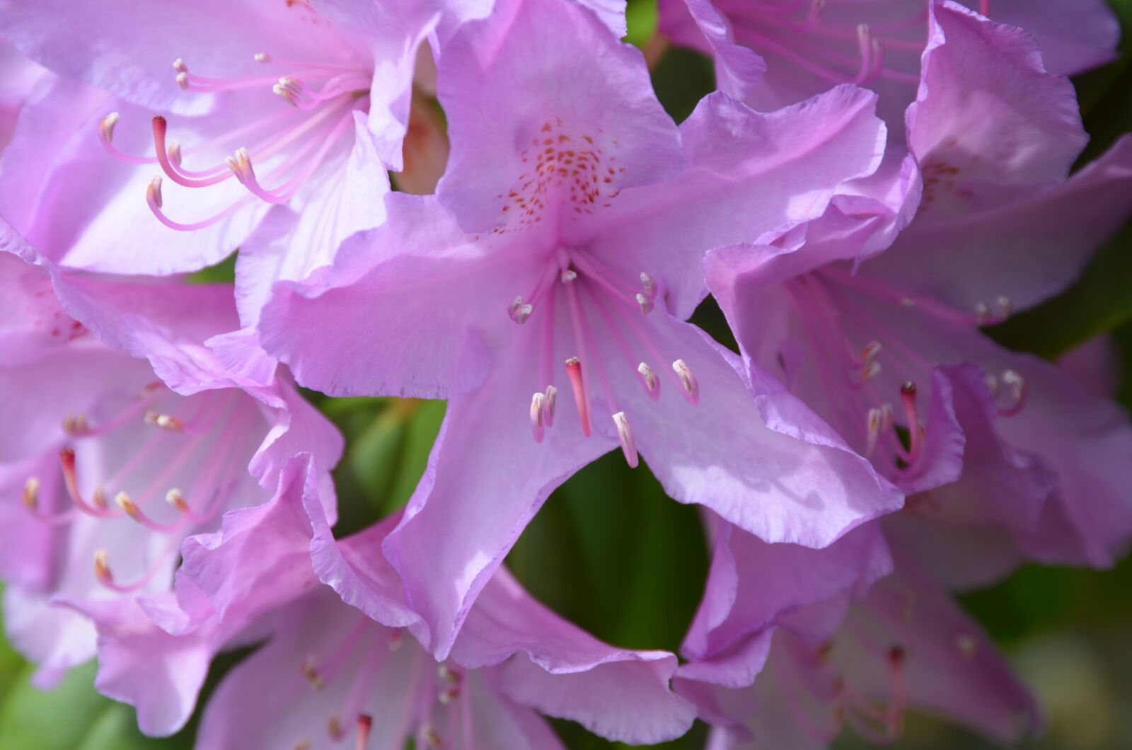 Nikon D5100 sample photo. Flower, pink, pink flowers photography