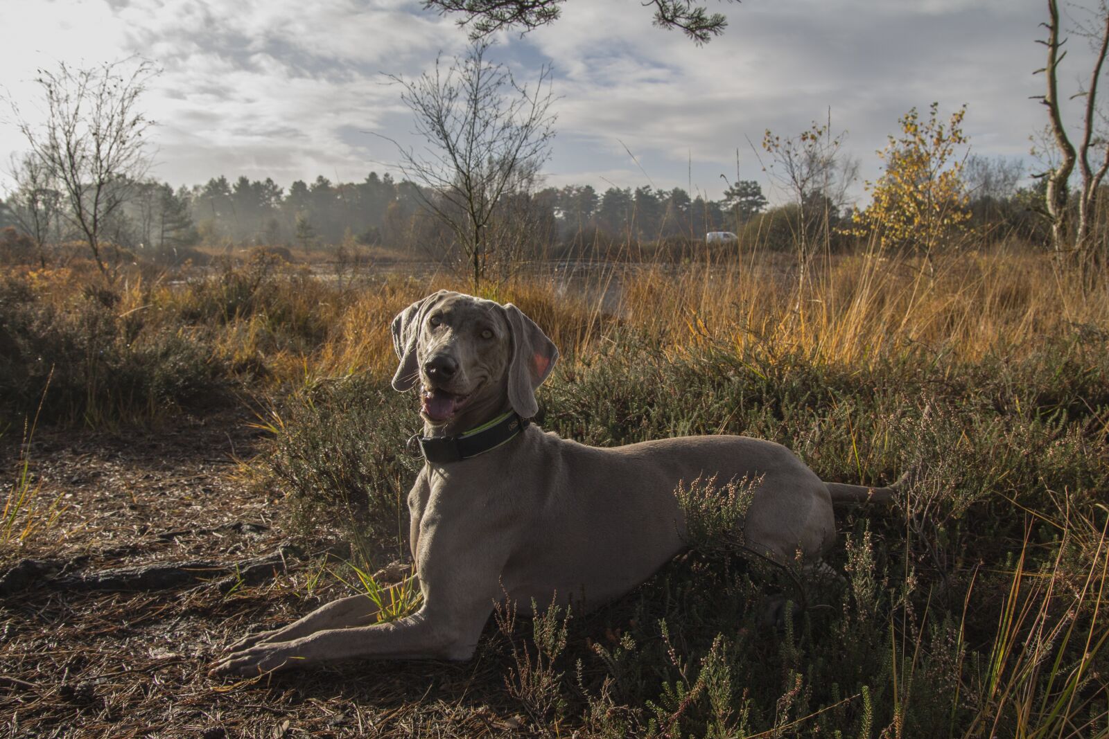 Canon EOS 60D sample photo. Dog, animal, cute photography