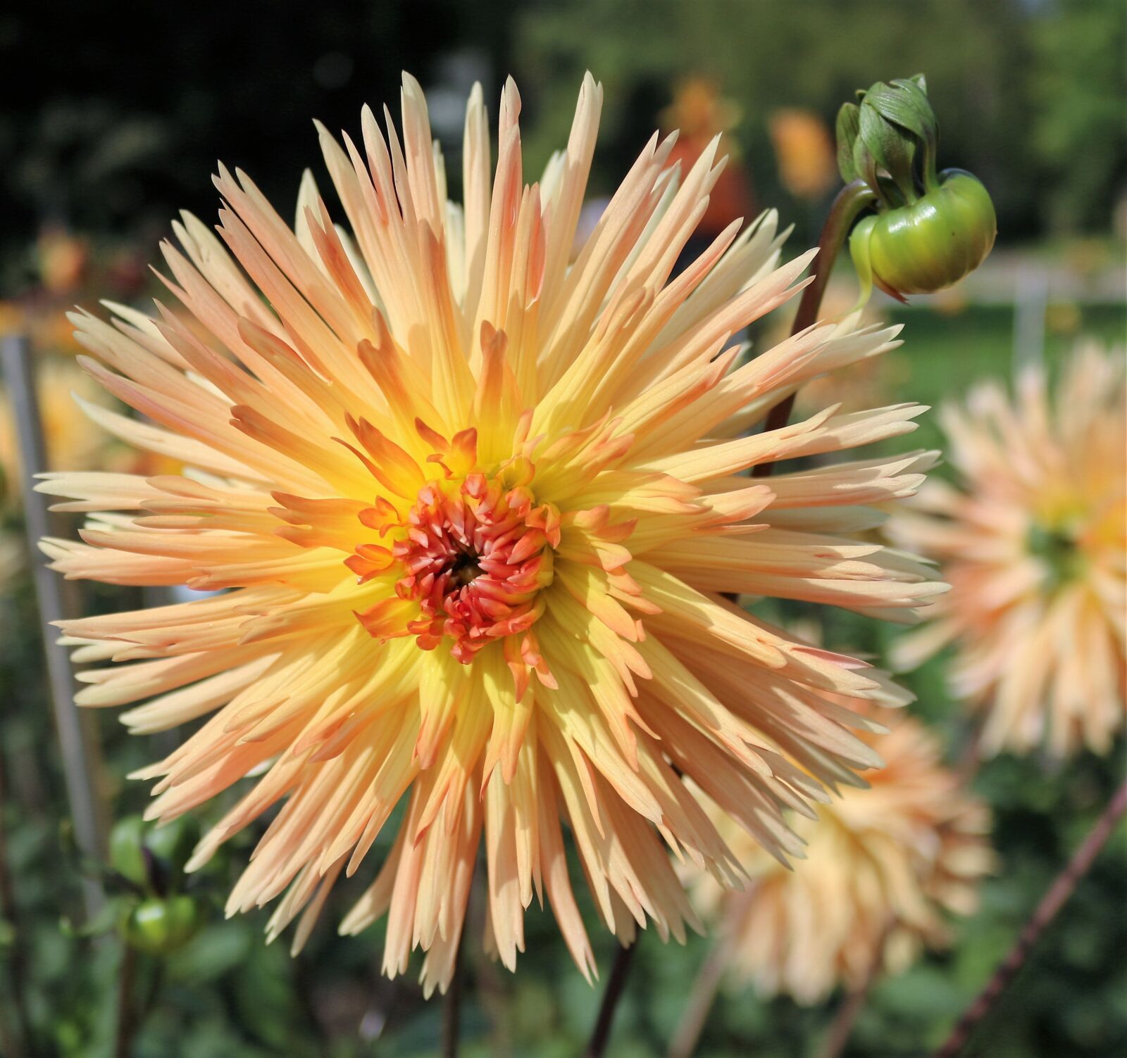 Canon EOS 750D (EOS Rebel T6i / EOS Kiss X8i) sample photo. Chrysanthemum, garden, summer flowers photography