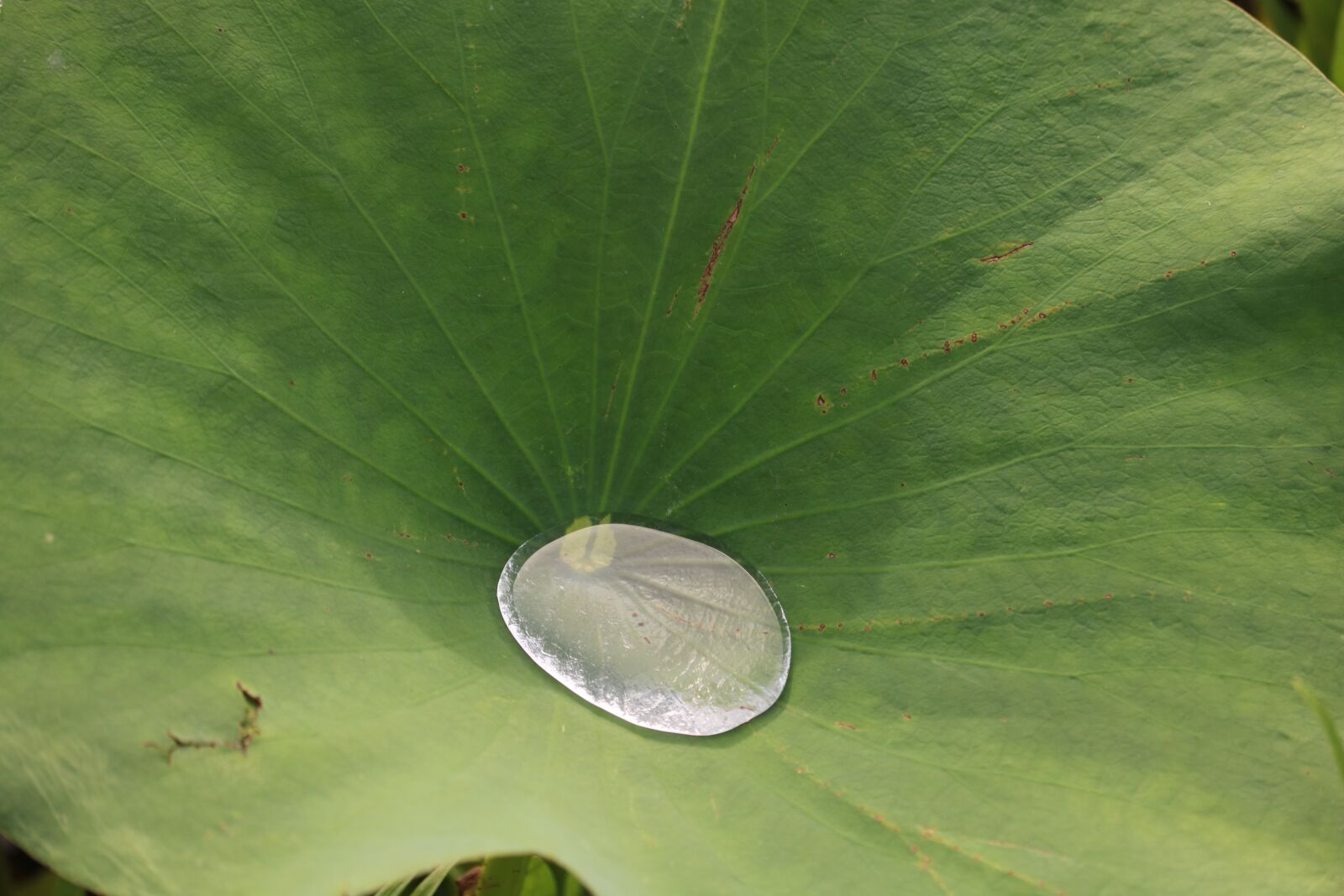 Canon EOS 750D (EOS Rebel T6i / EOS Kiss X8i) + Canon EF-S 55-250mm F4-5.6 IS STM sample photo. Lily pad, water, pond photography
