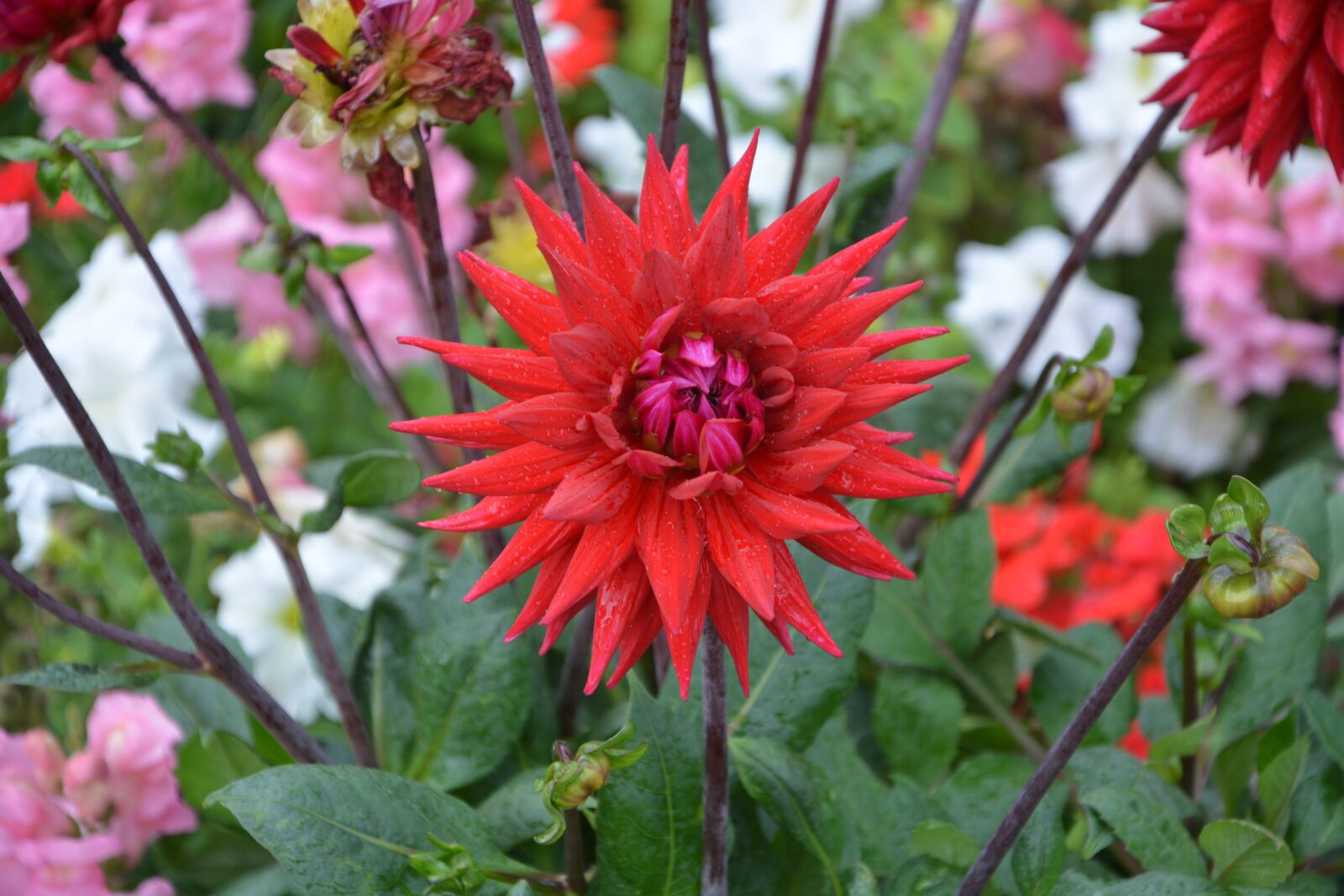Nikon D5200 sample photo. Dahlia, flower, red photography