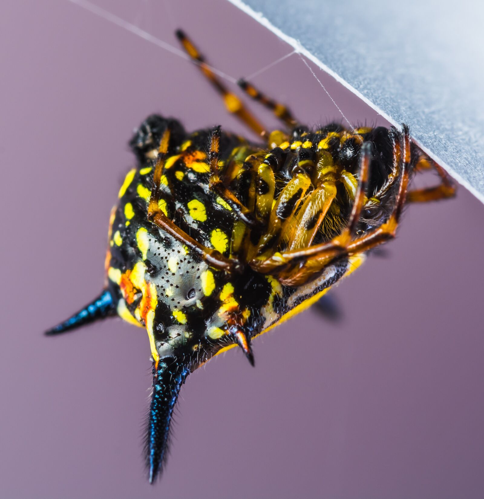 Nikon D5200 sample photo. Small spider, spider, arachnid photography